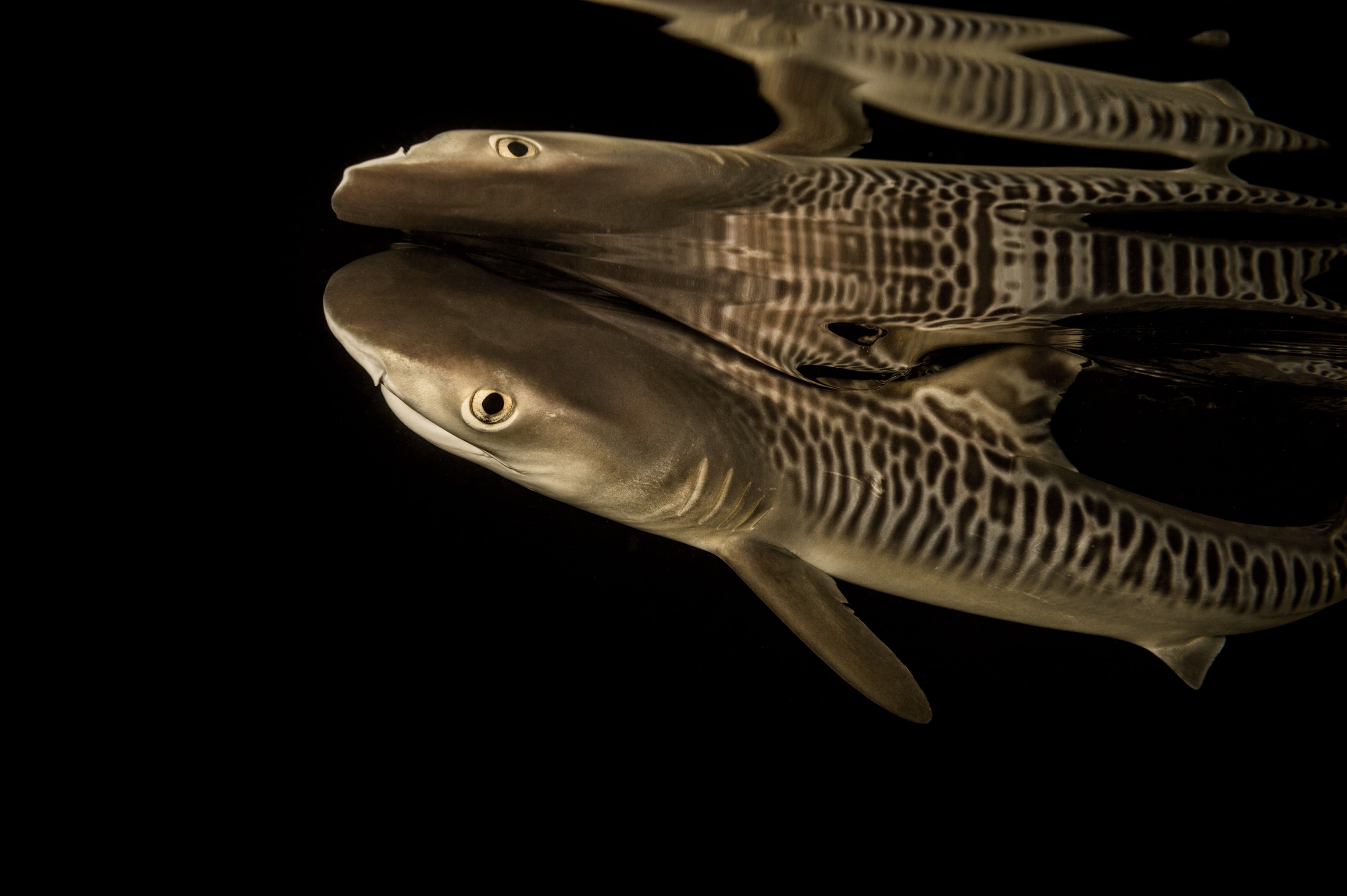 a newborn tiger shark pup captured in Hawaii