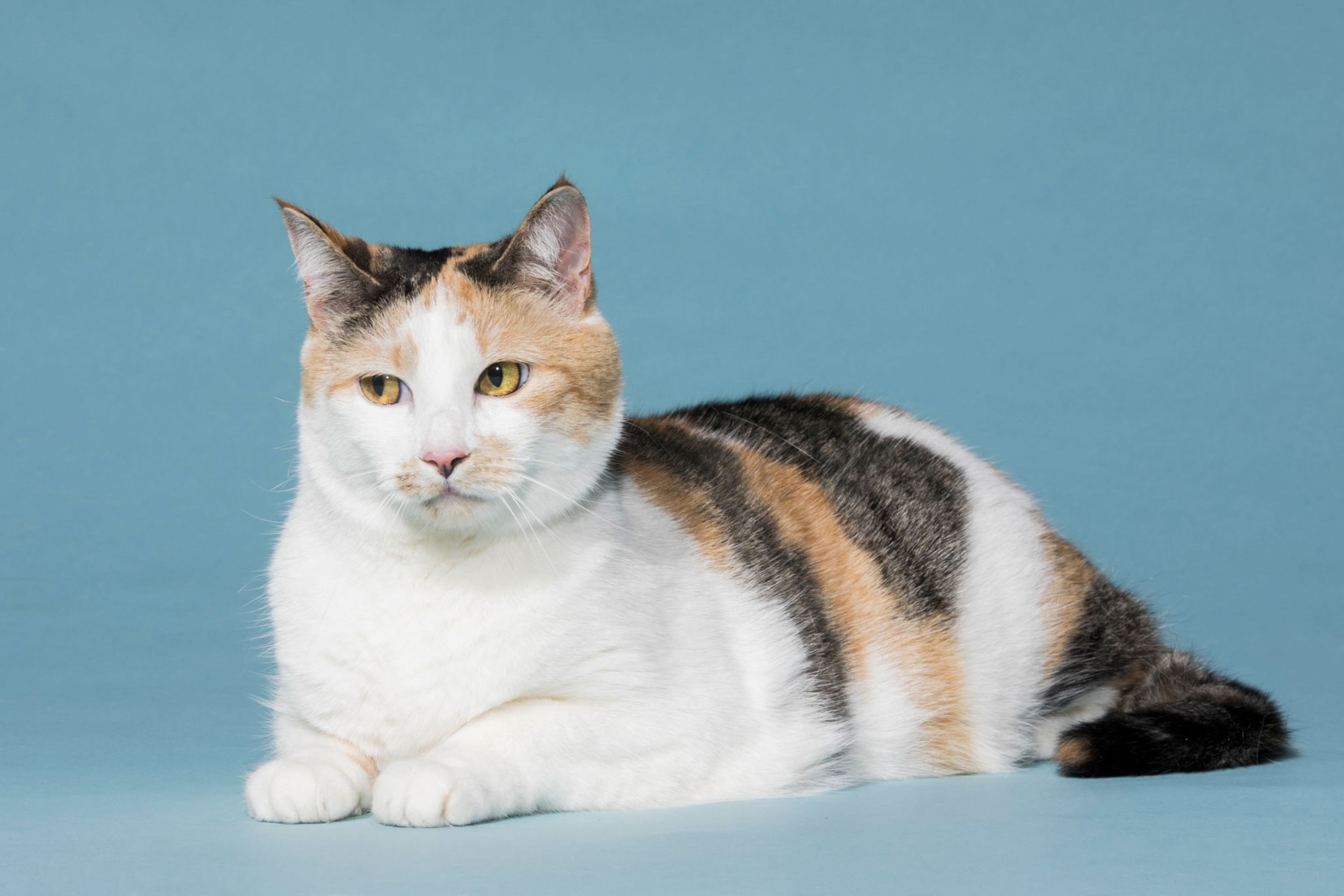 a cat named Maisy