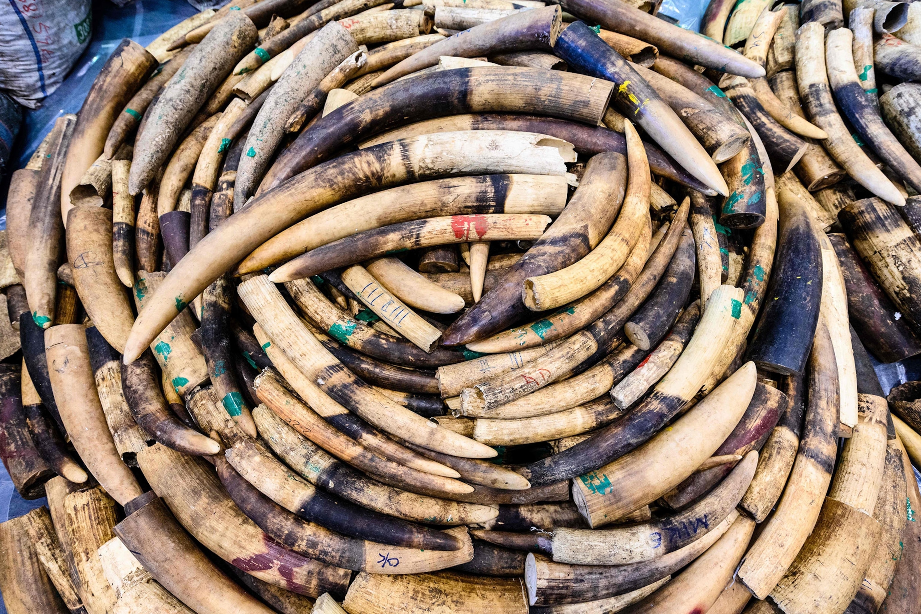seized ivory elephant tusks