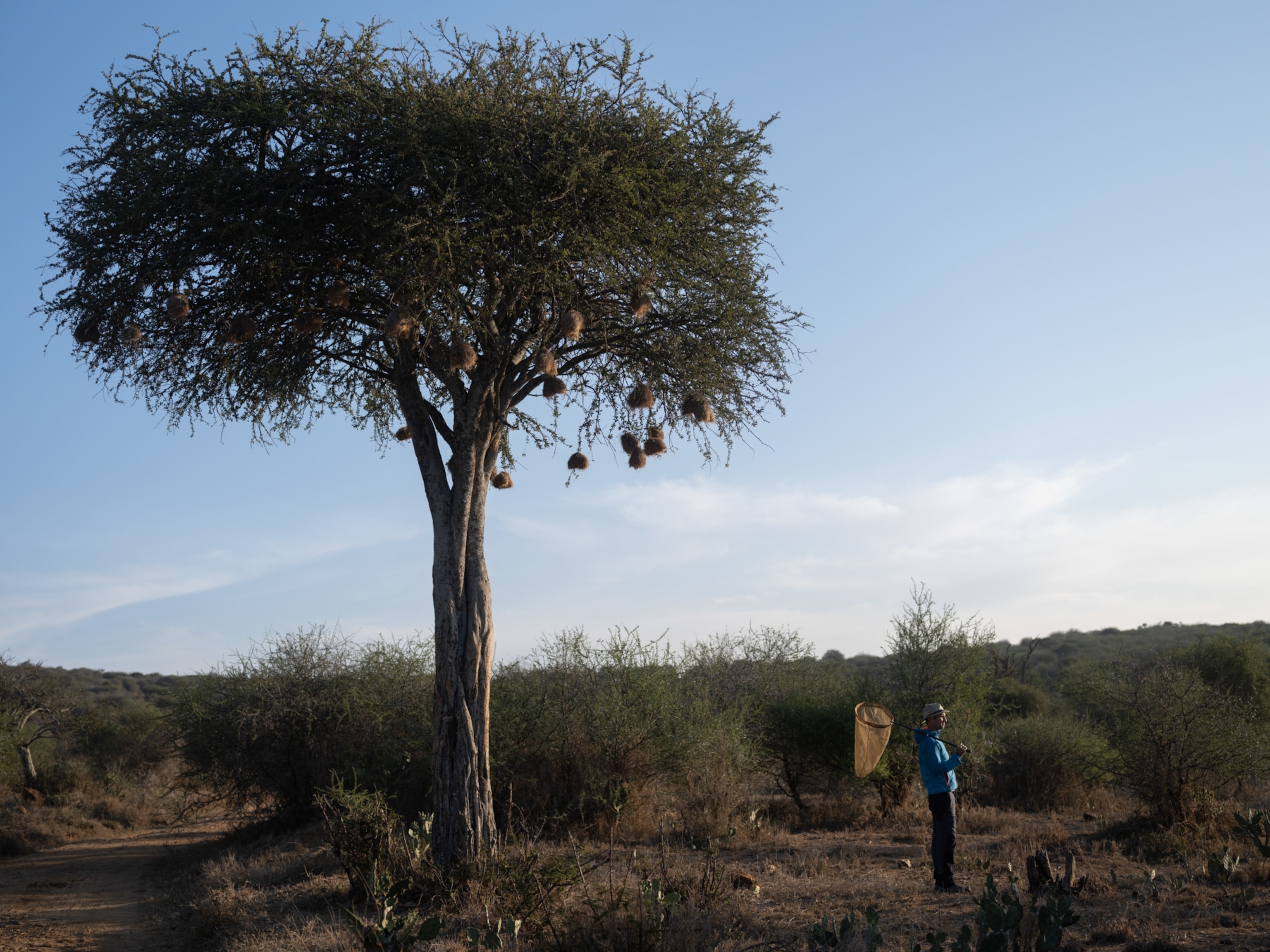 Silhouetted image of a man with a net, next too a large tree under a soft blue sky.