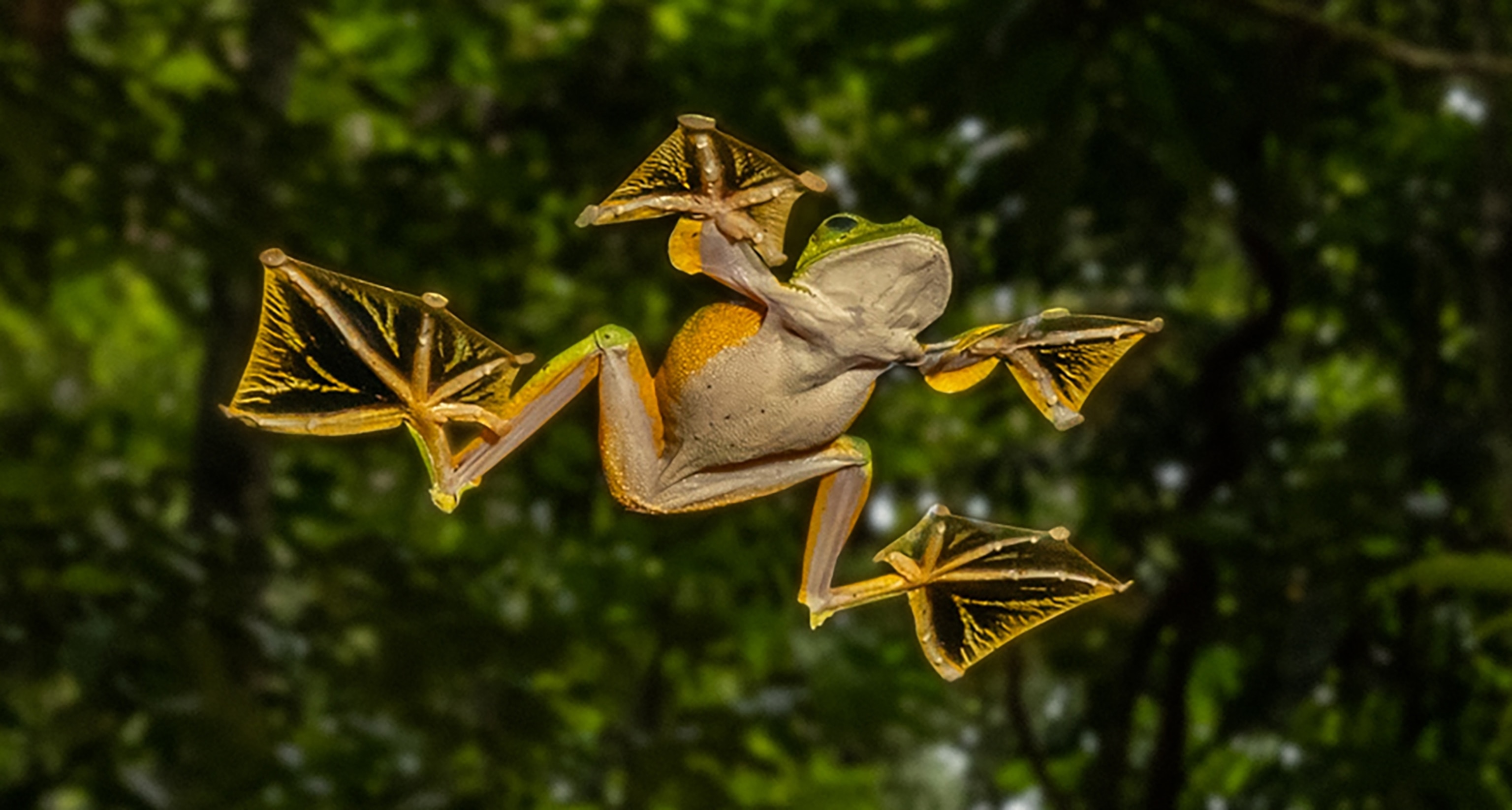 Captured from below, A frog glides through, showing its yellow webbed feet and tan underbelly