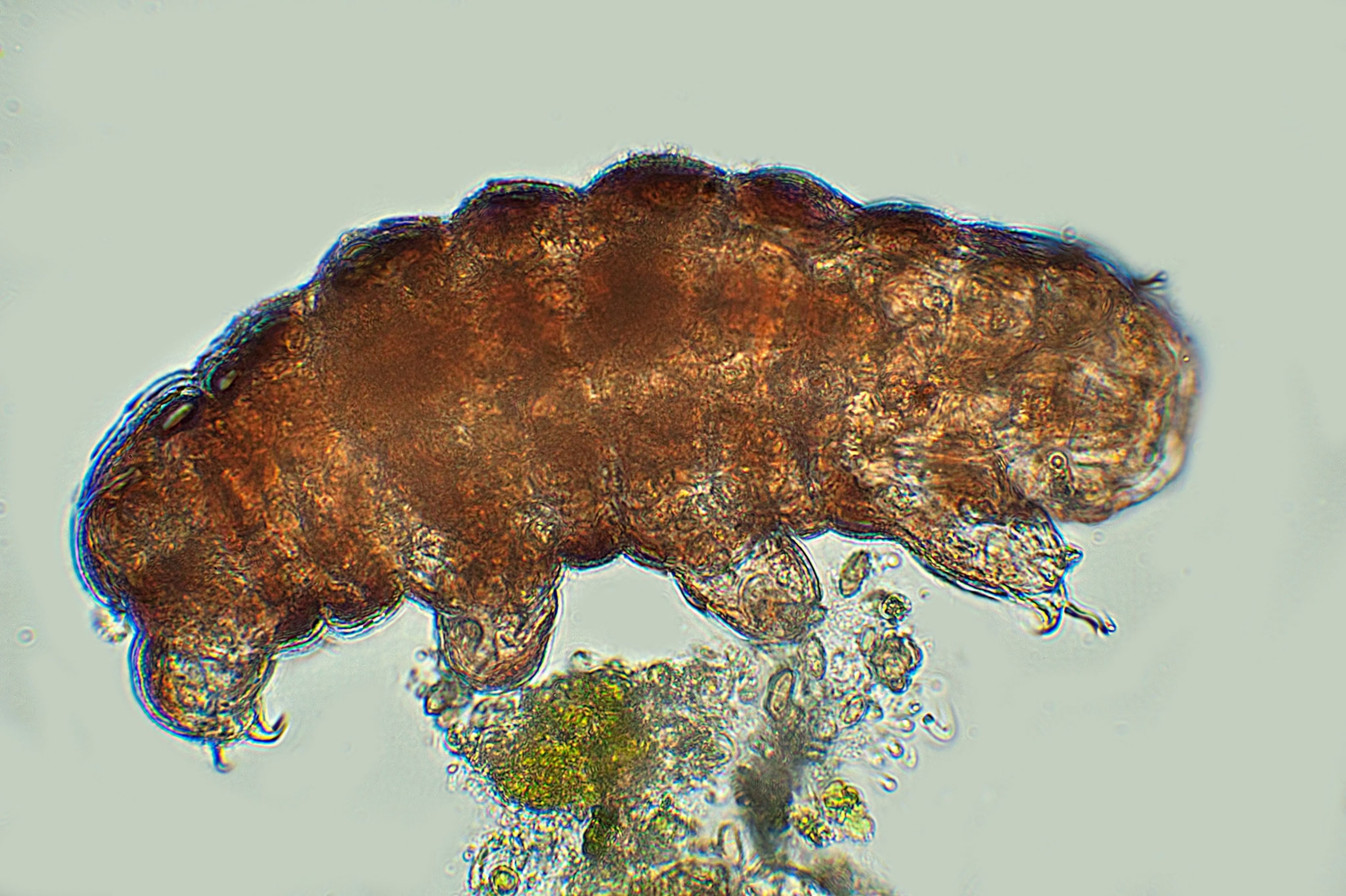 a tardigrade