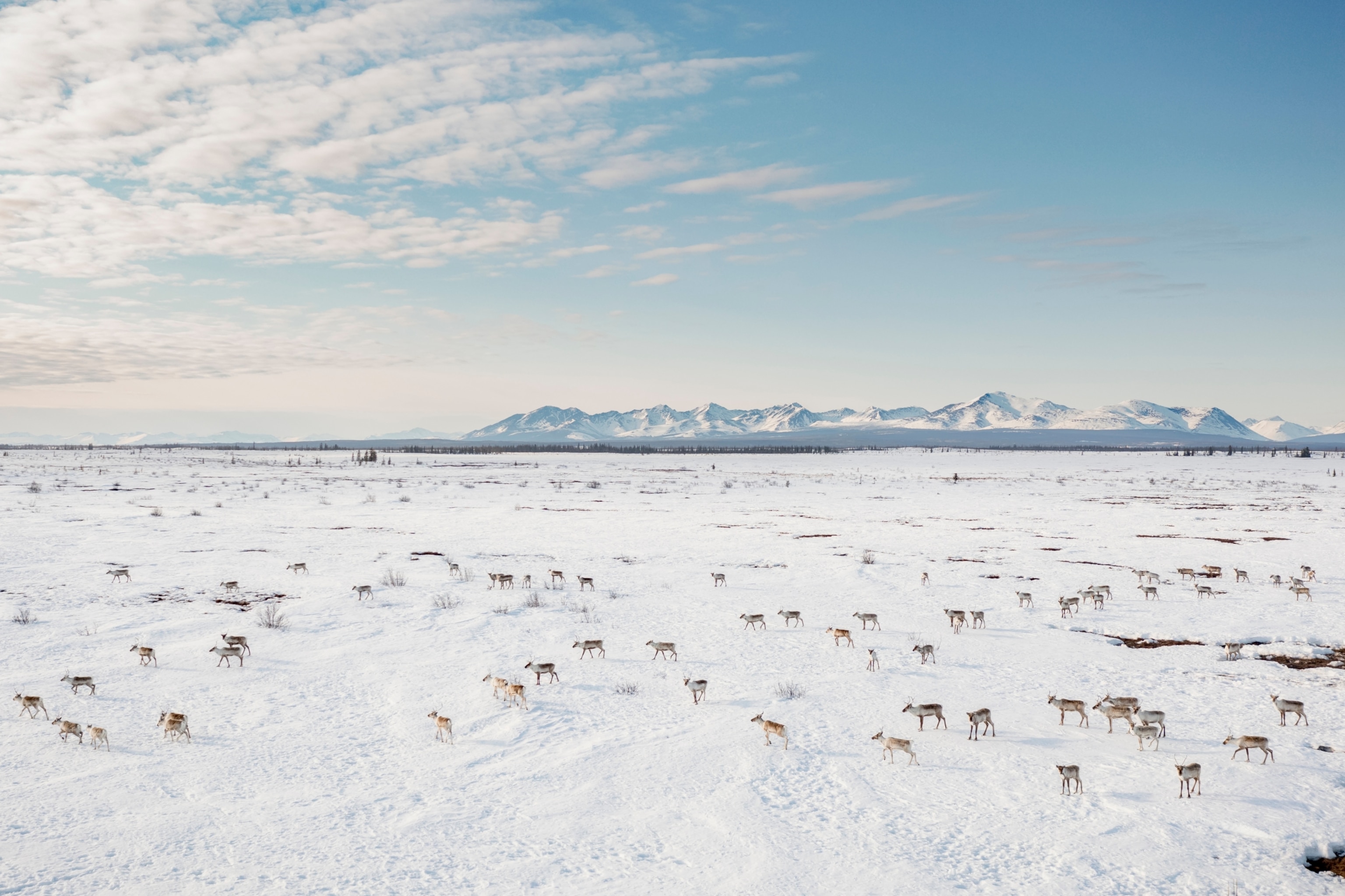 an arial view of a vast white landscape with a collection of mountains far in the distance and a dispersed group of brown caribou throughout the first few miles.