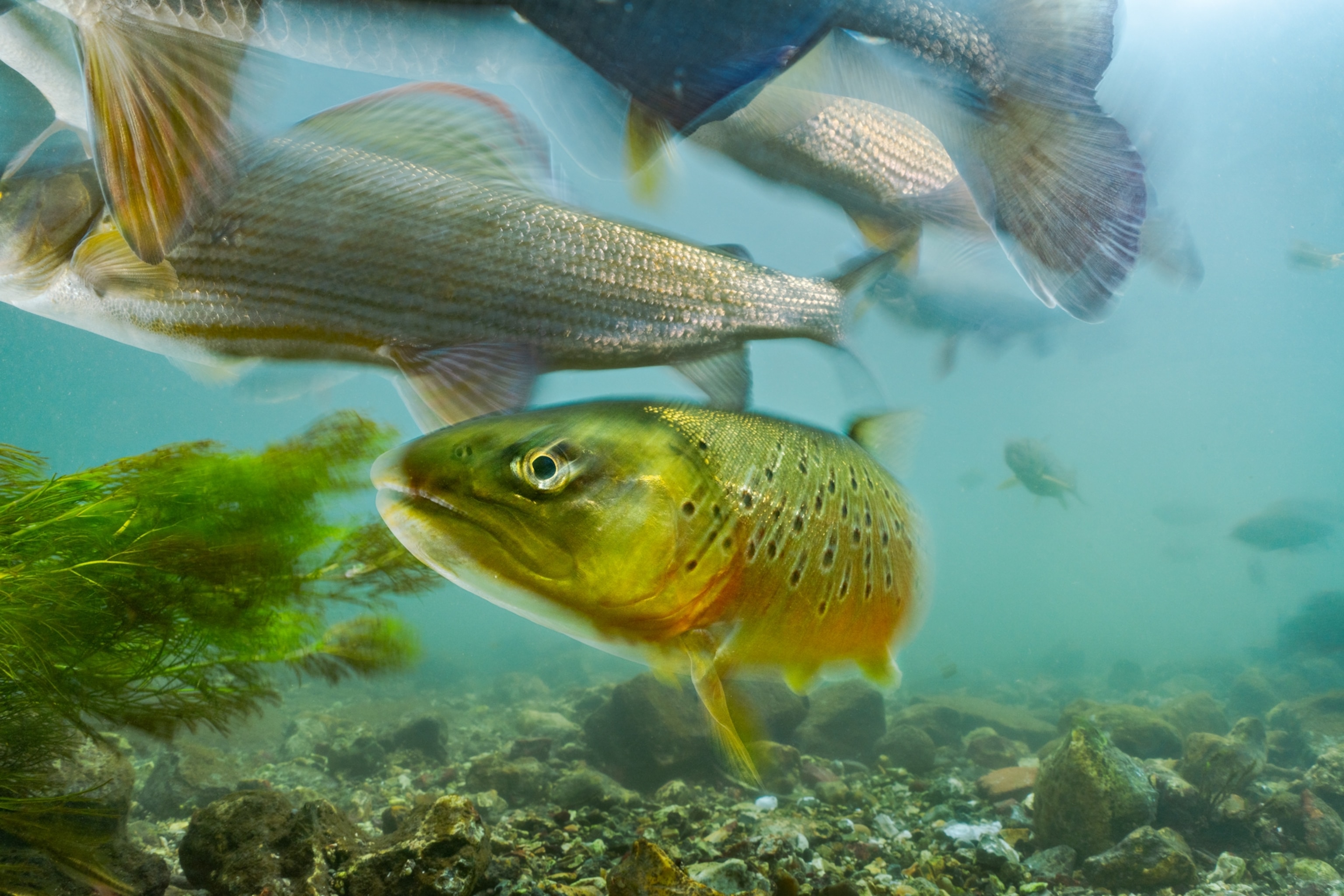A side shot of a trout swimming. The water is turquoise, and the trout in focus has a green/gold tint, with hints of orange.