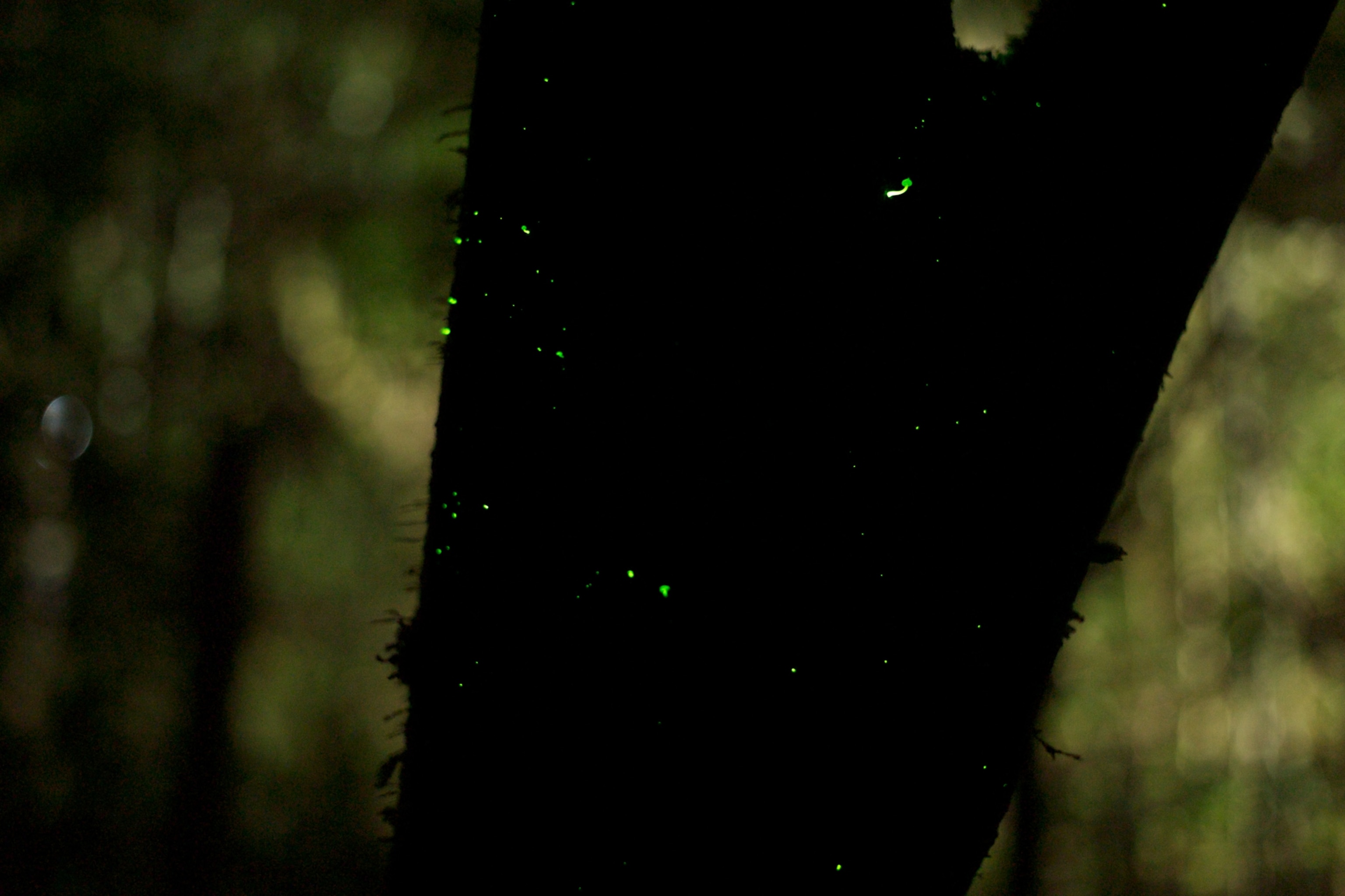 Bioluminescent mushrooms of the genus Mycena are seen growing on a tree in Sao Paulo State, Brazil.