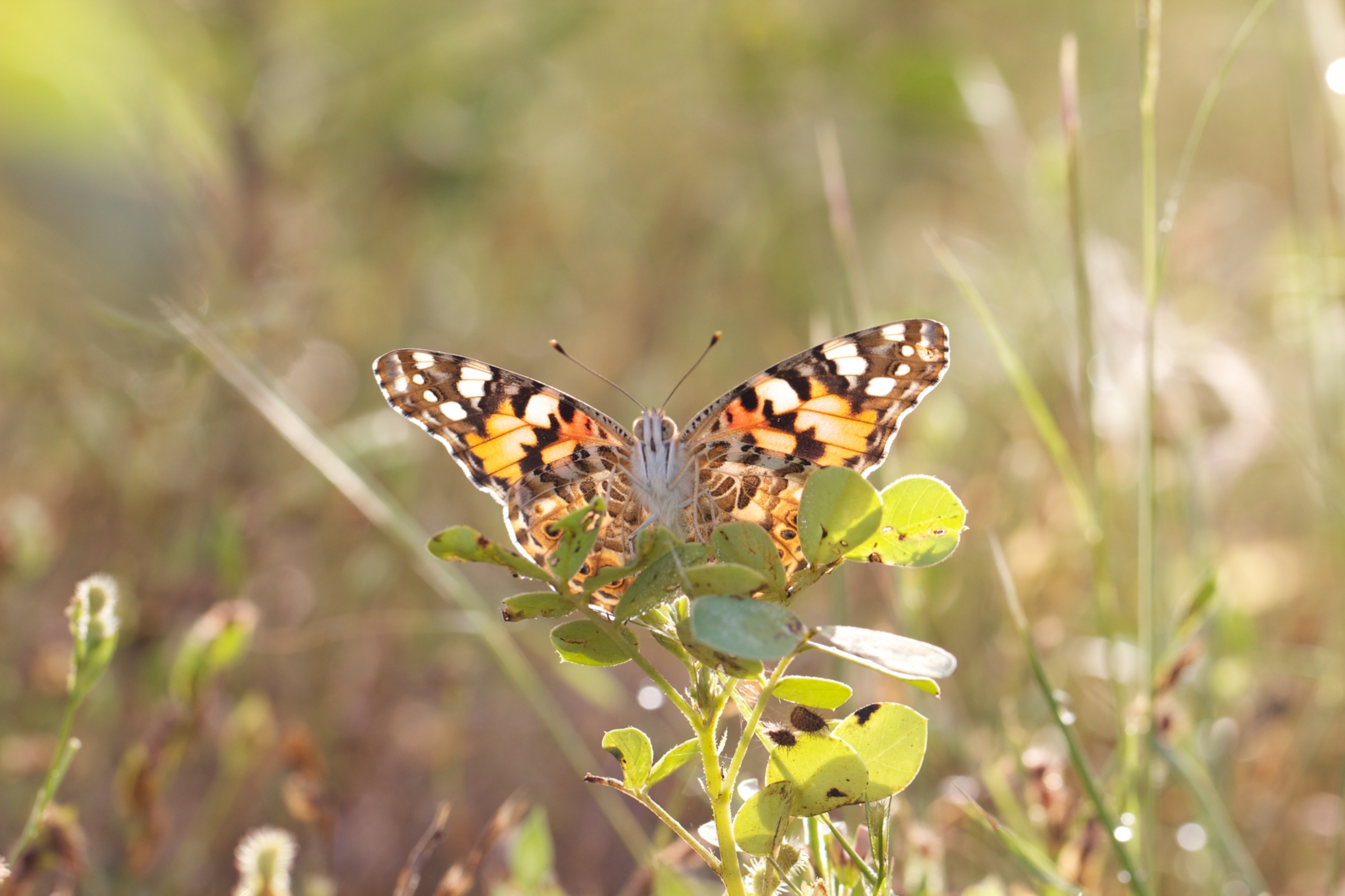 Sits on a plant with open wings.