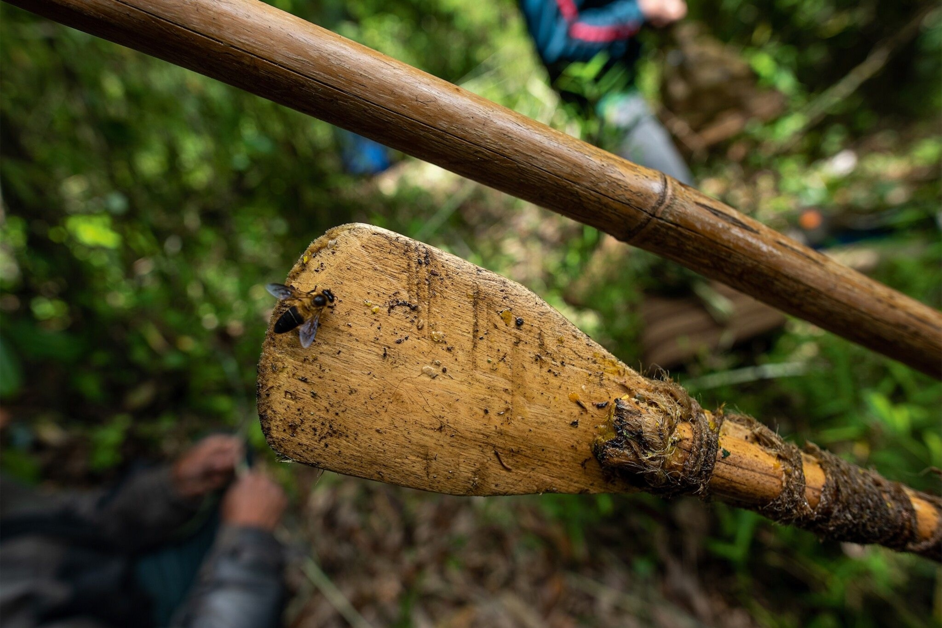 Cutting blades for honey bee nests are made from wood by hand, and are six to seven feet long and sharp along one edge.