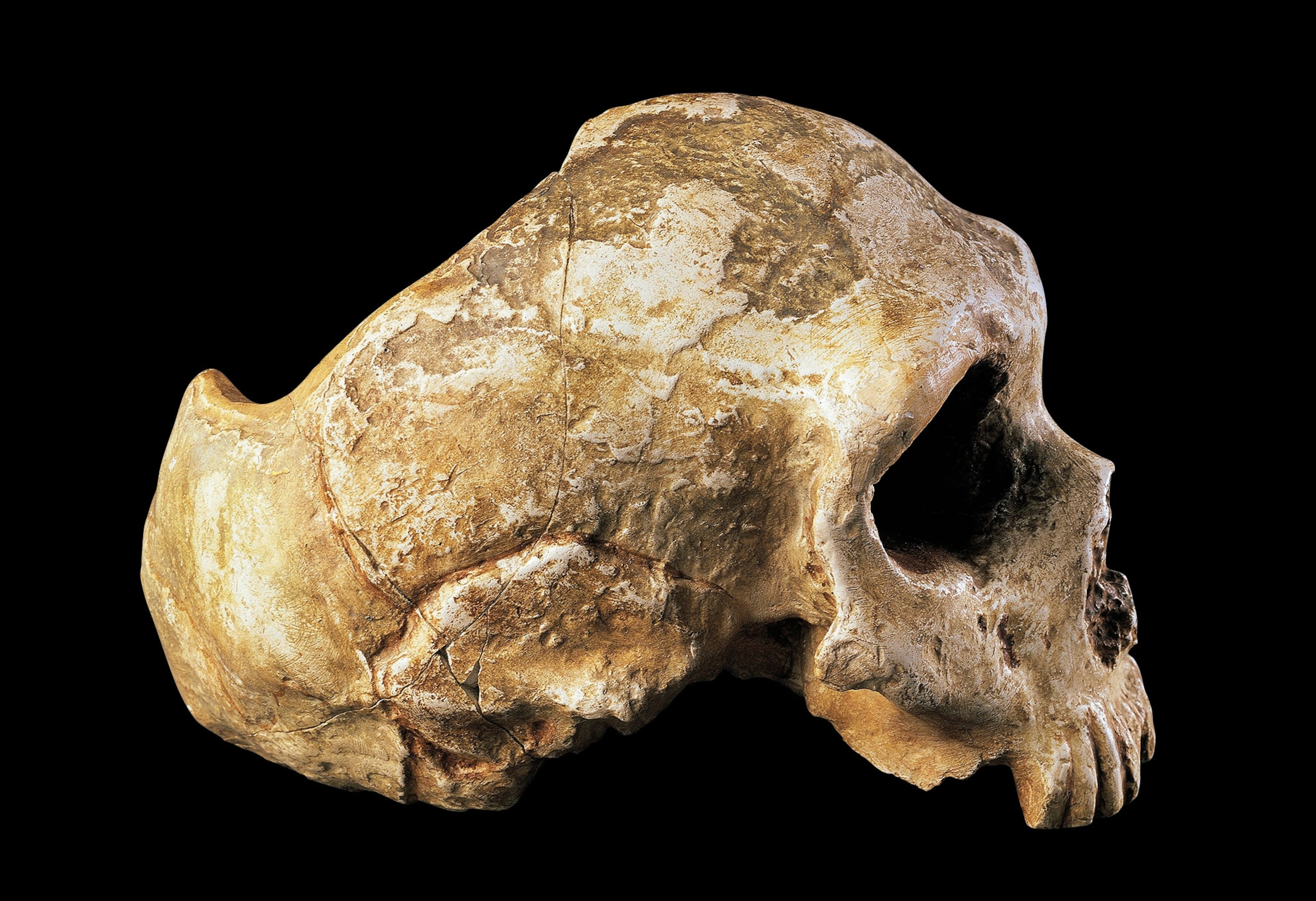 A Neanderthal skull against a black background