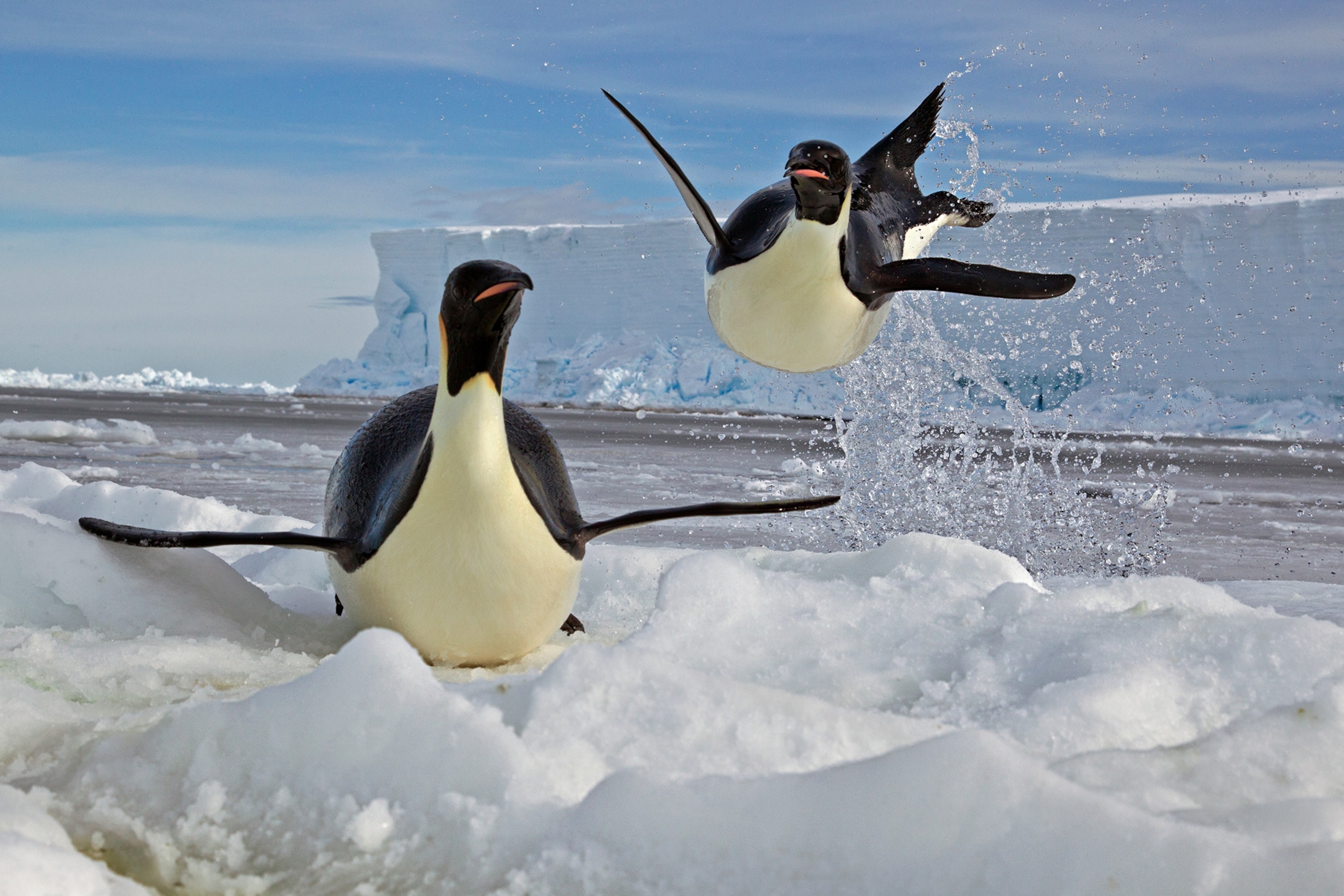 emperor penguins