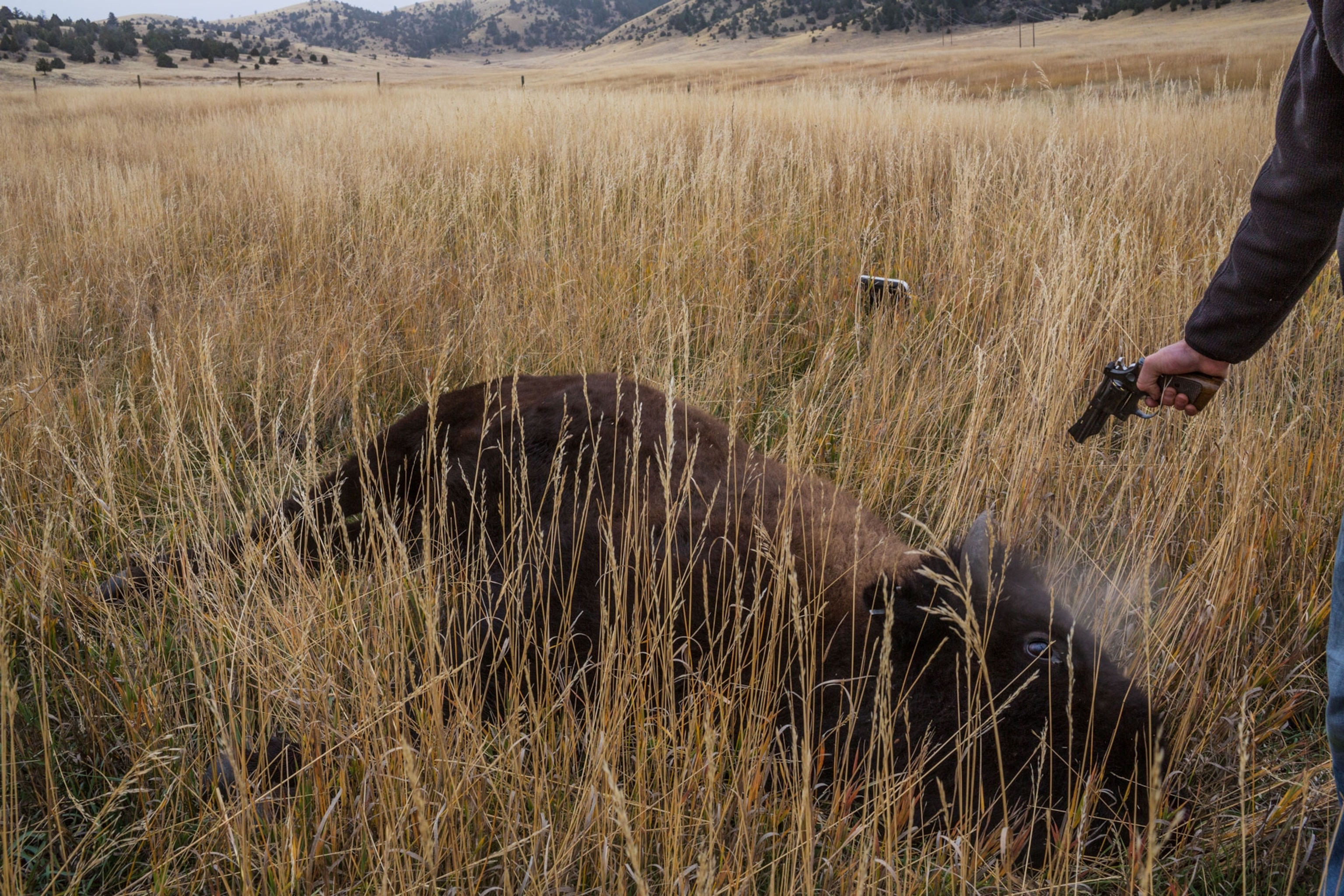 a man shooting a diseased bison