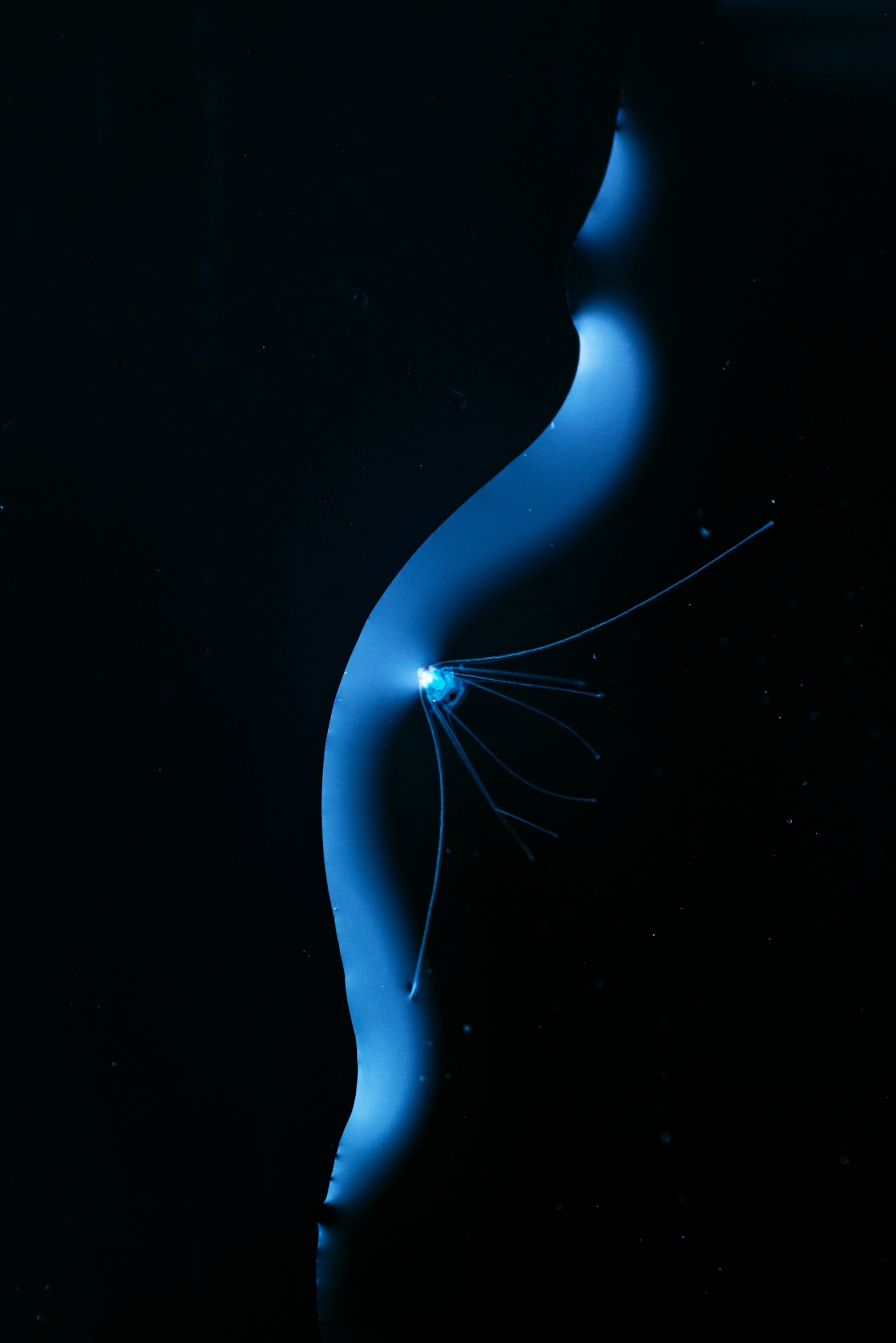 The planktonic larvae of a brittle star stands at the verge of a water drop. Its spiny body design does not only protect the two-millimeter larvae from predators, but also increases the its surface to improve its drifting capability.