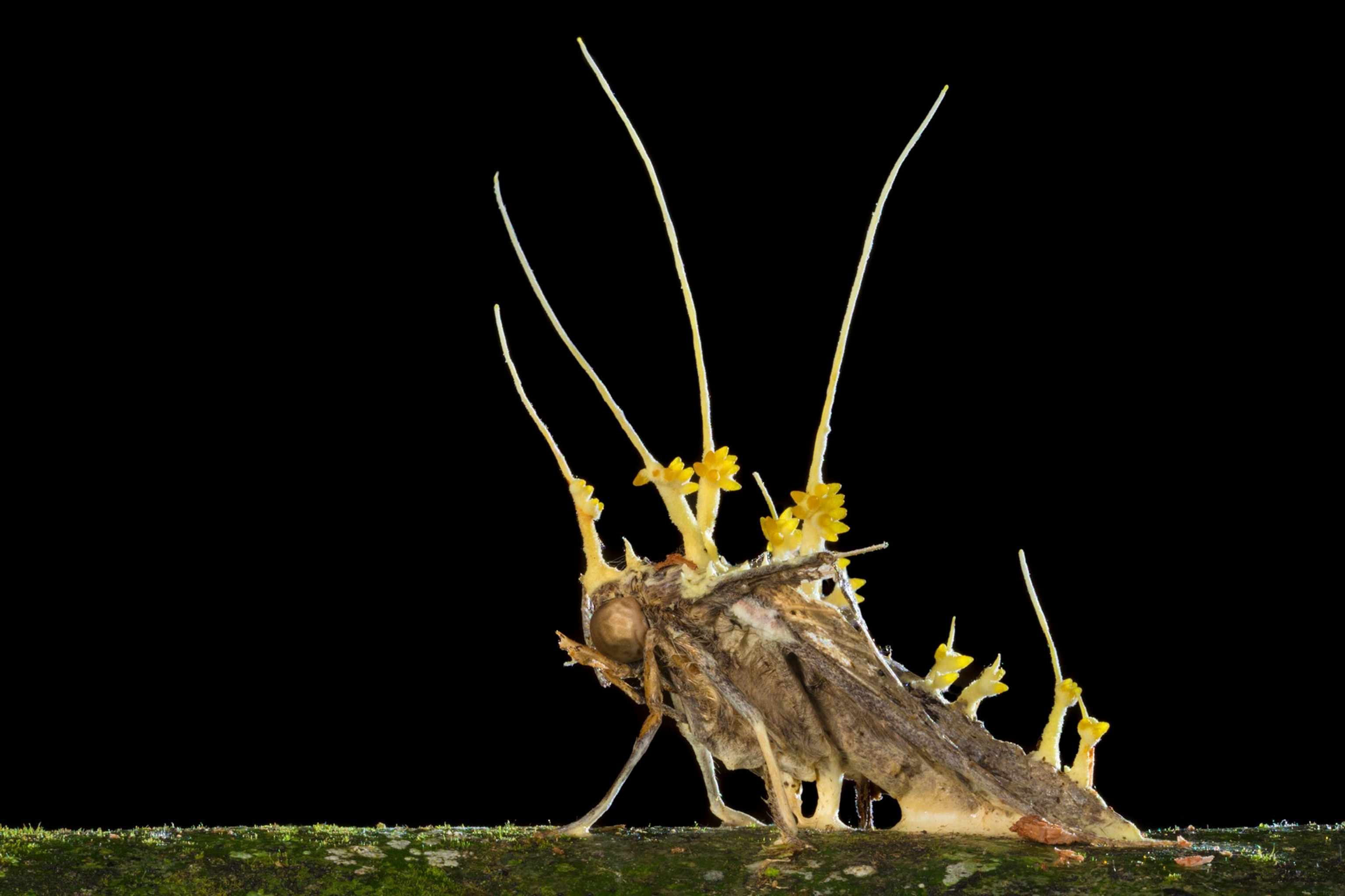 Moth with fungal growth coming from body.