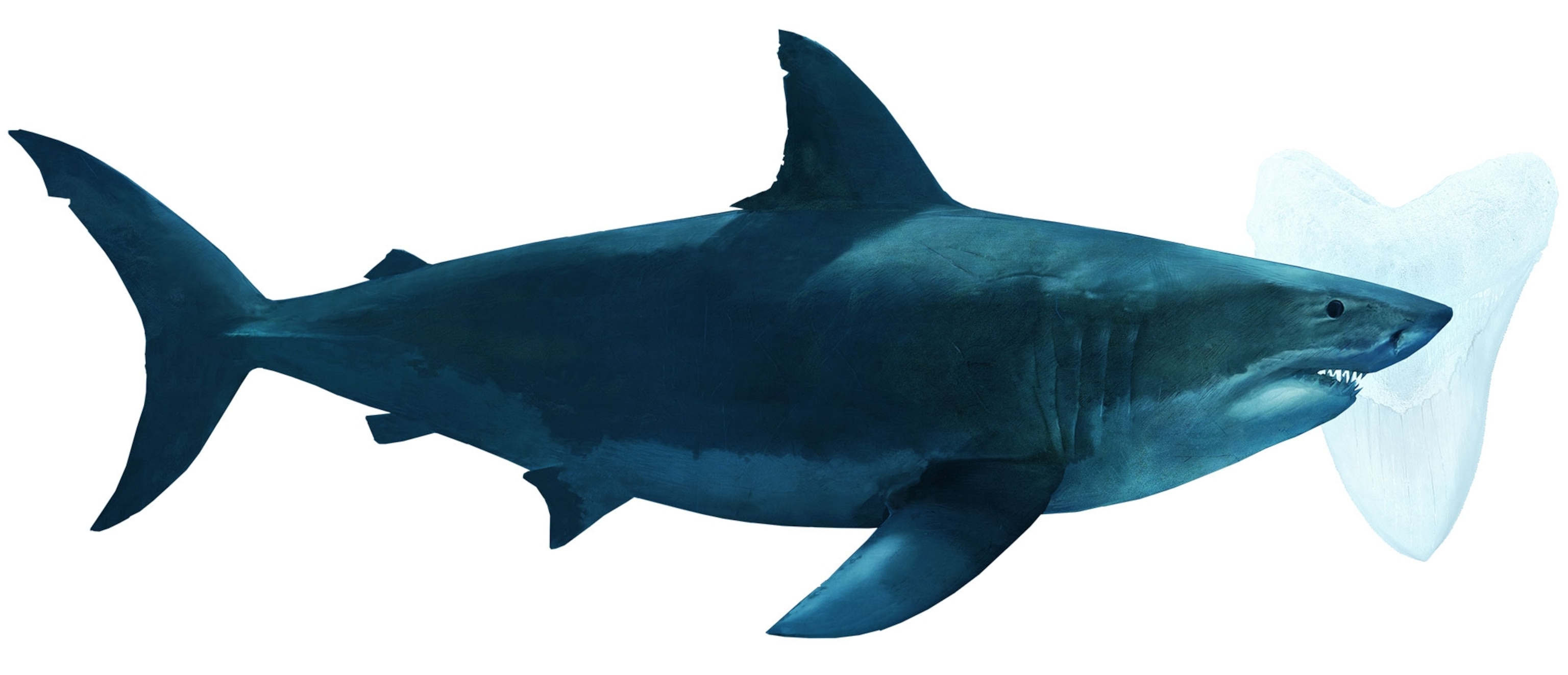 an illustration of a Carcharocles megalodon.