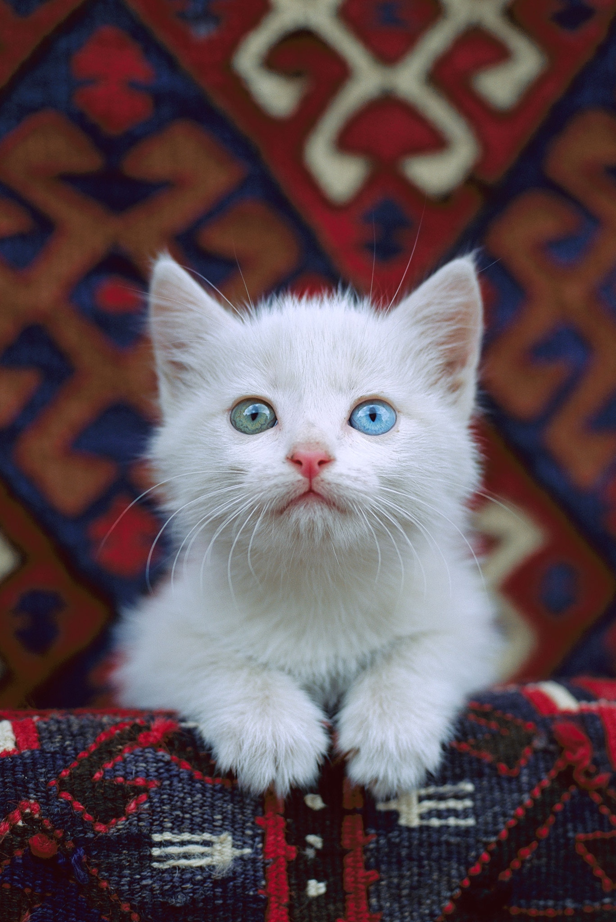 A white kitten with one blue eye and one green eye.