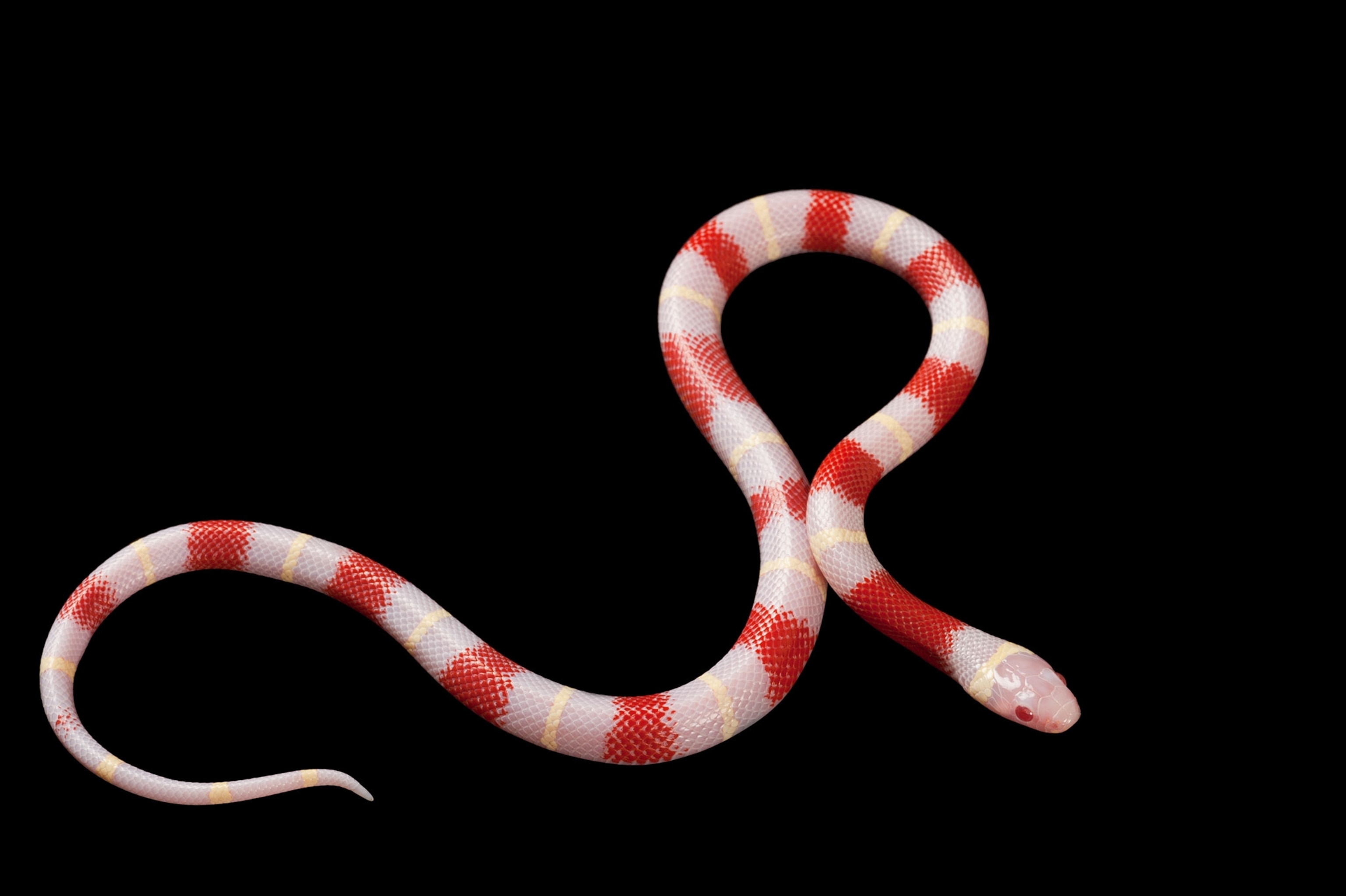 snake