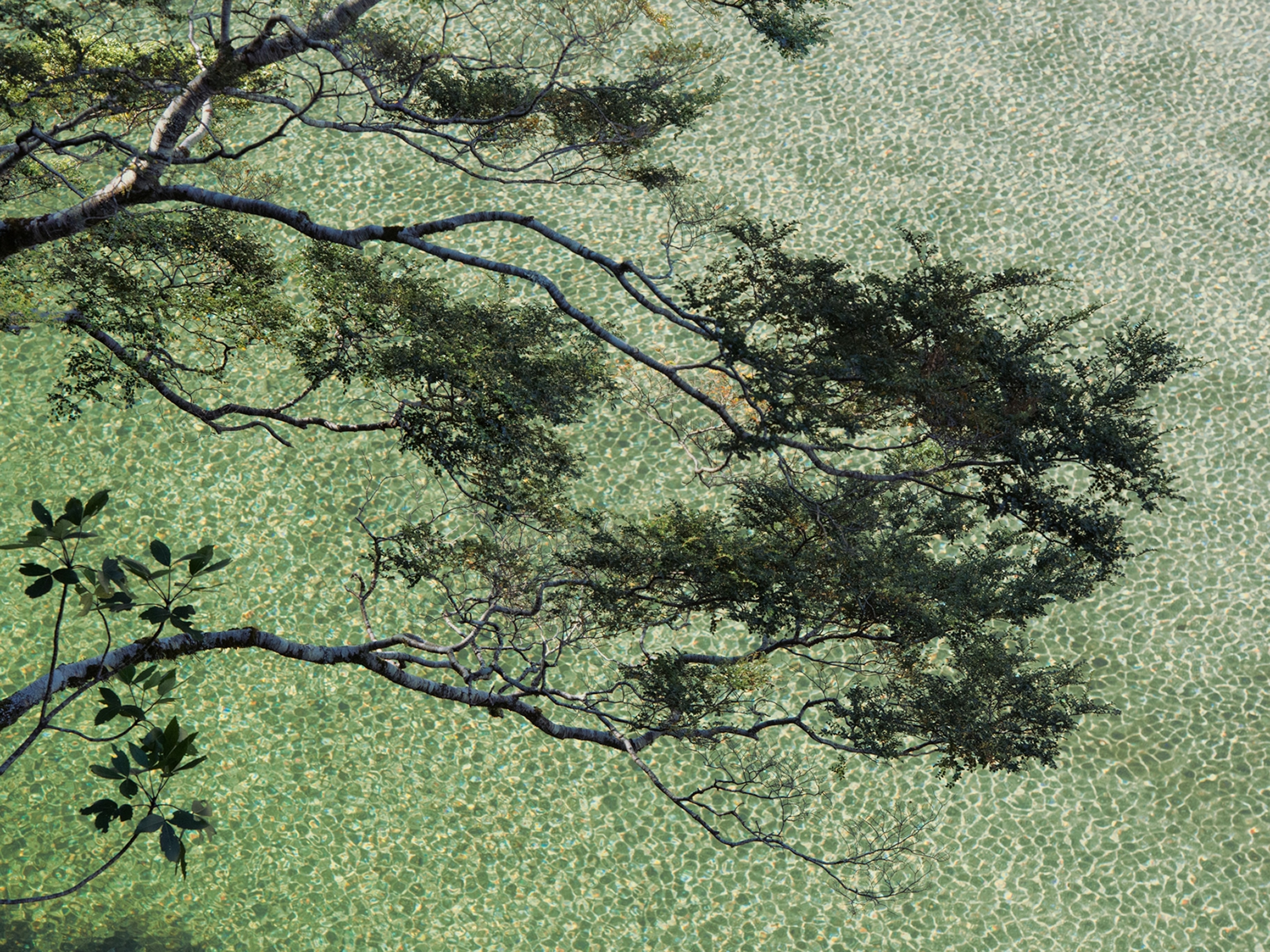 Tree on Lake Ada