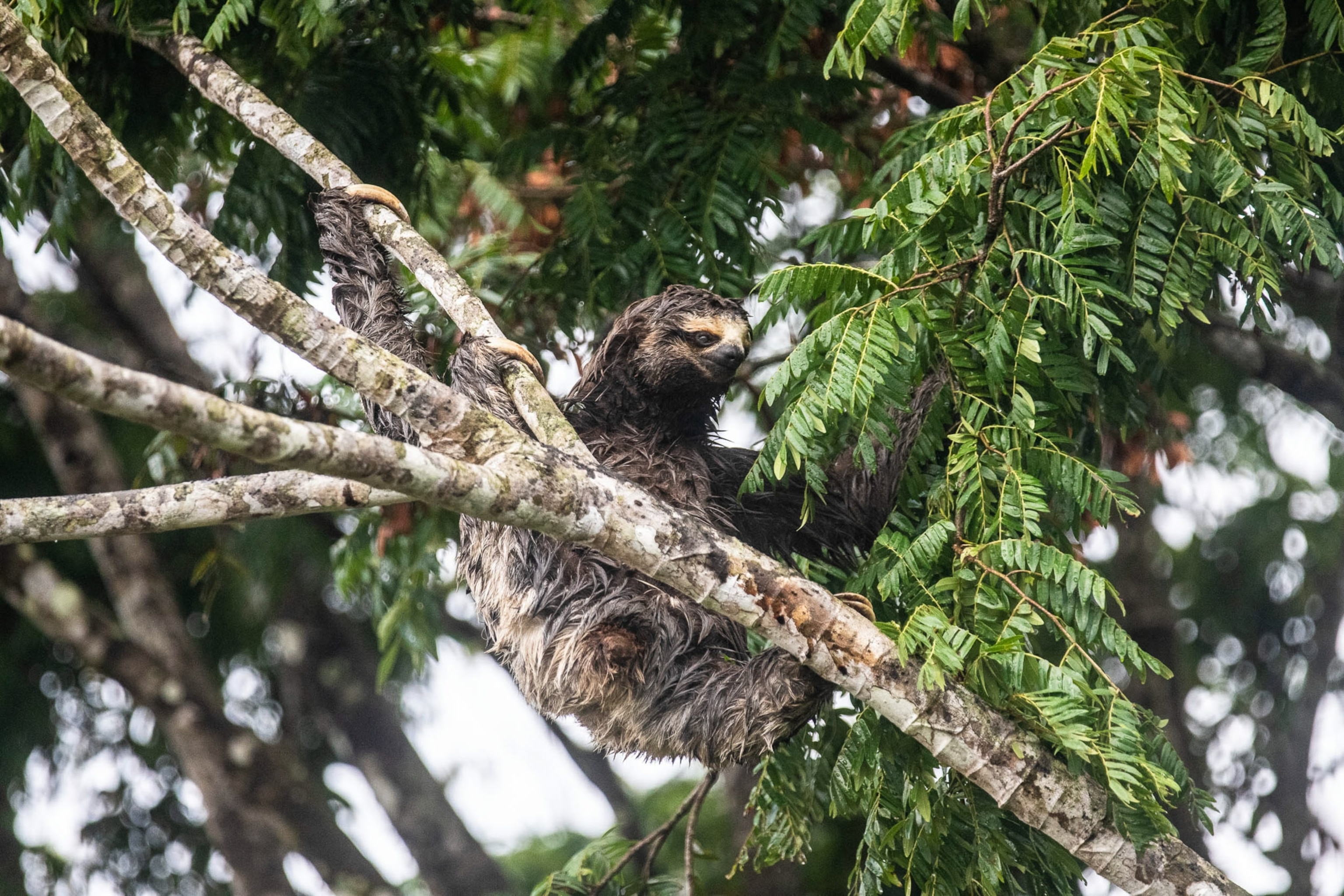 A sloth sits in treetop inspects the leaves of the trees.