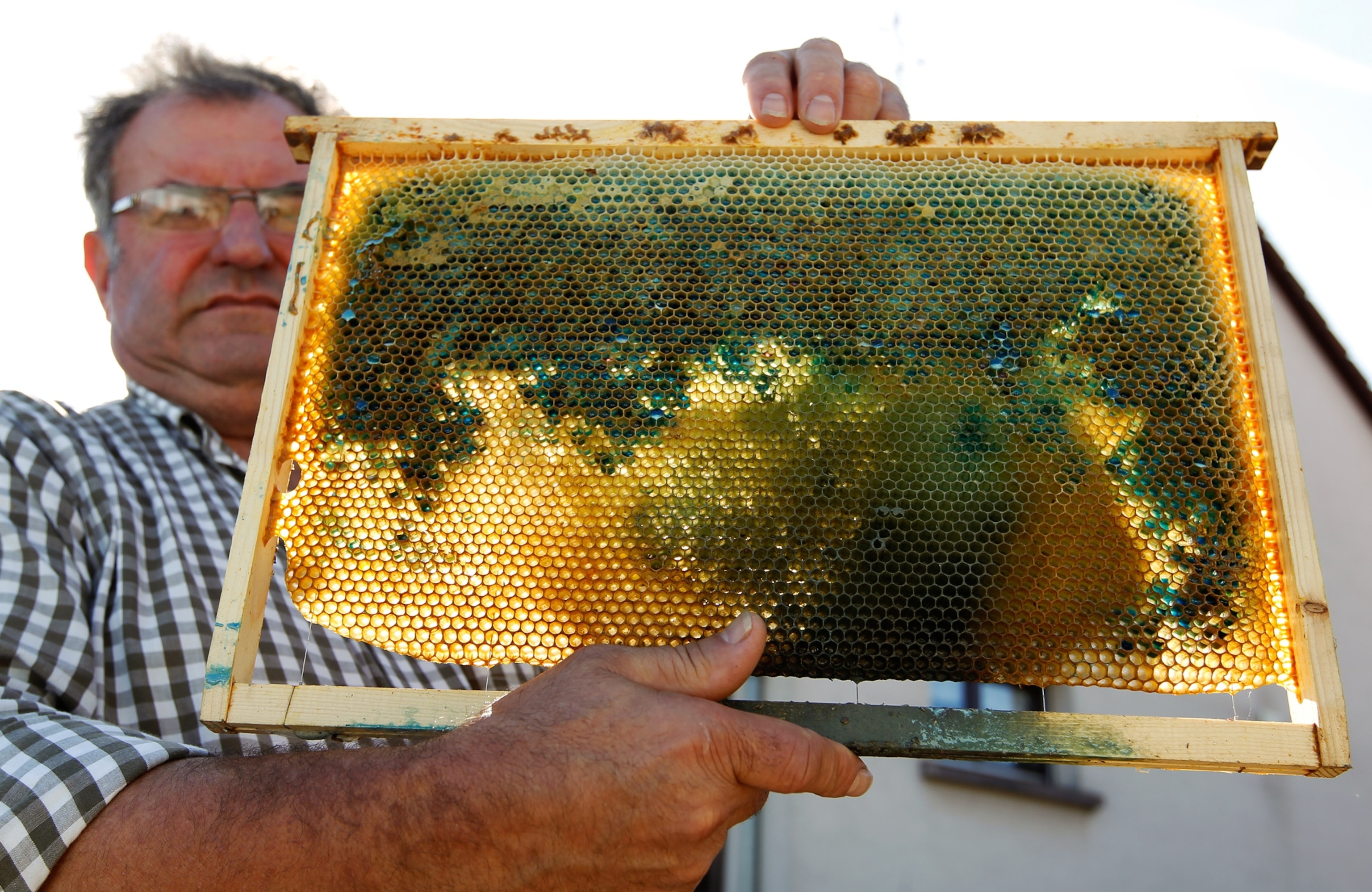 Honeycomb picture - blue honey made by bees that ate M&M;'s