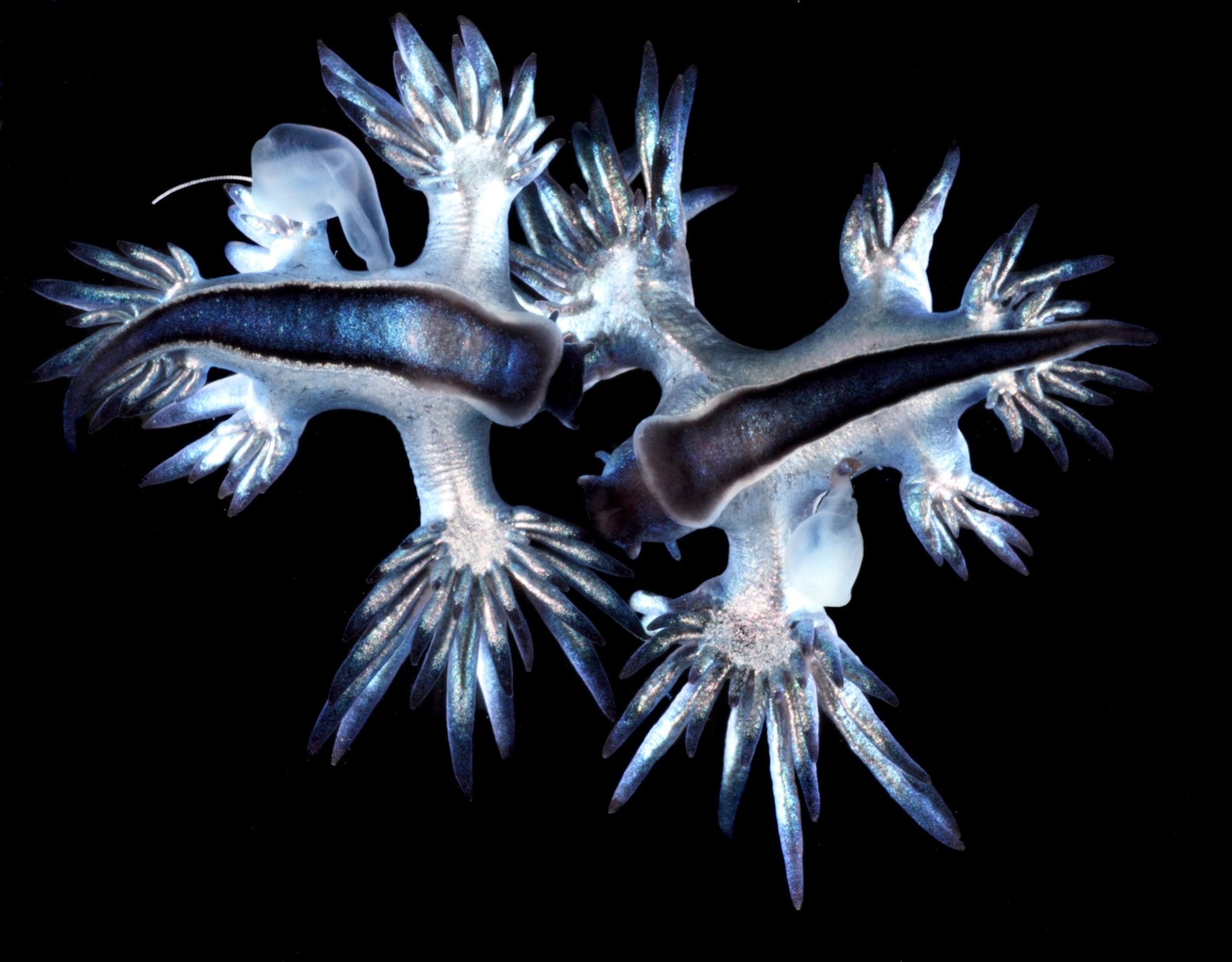 Blue tentacles extend on black background.
