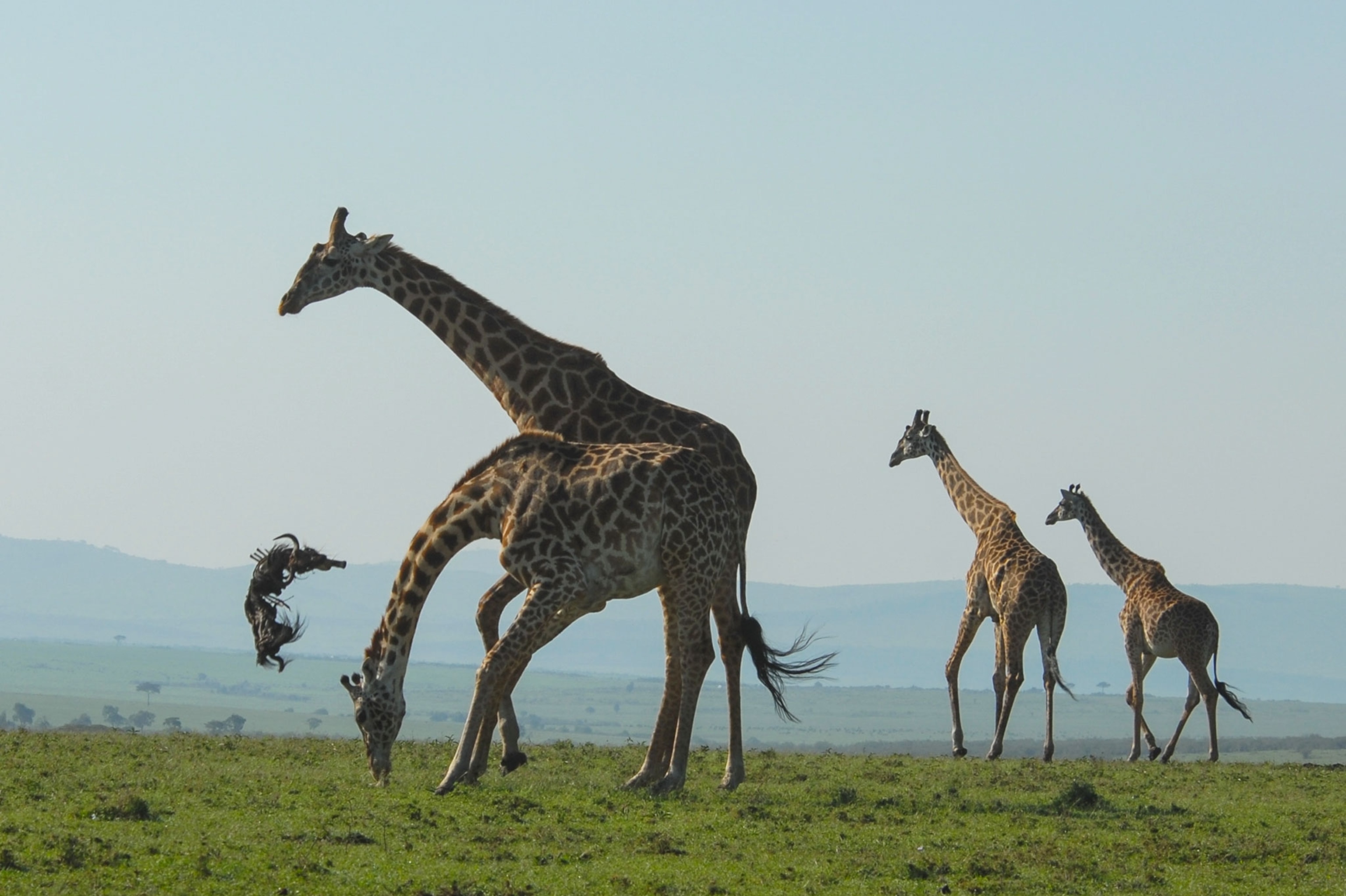 giraffes tossing a wildebeest carcass in the air