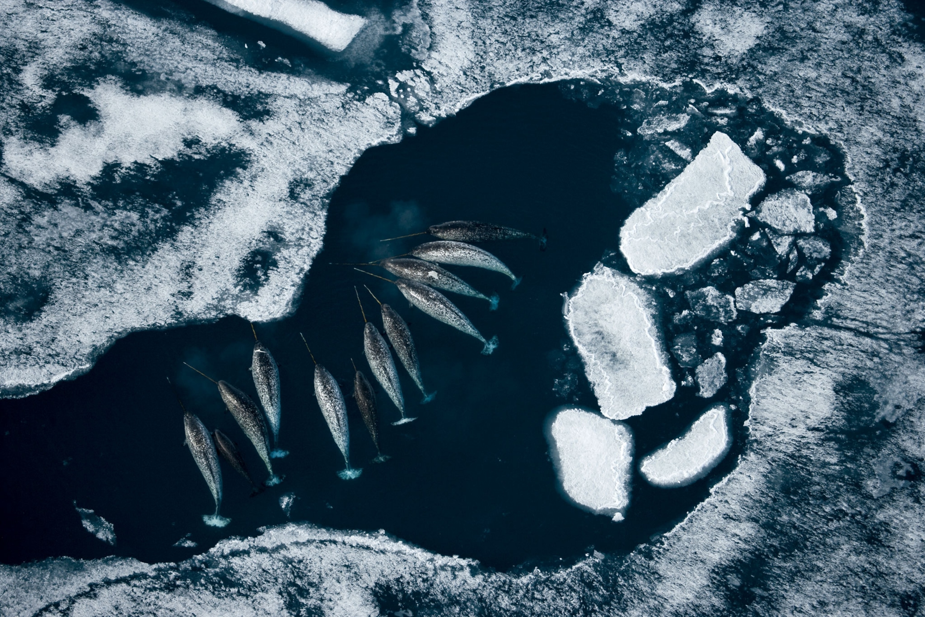 narwhals