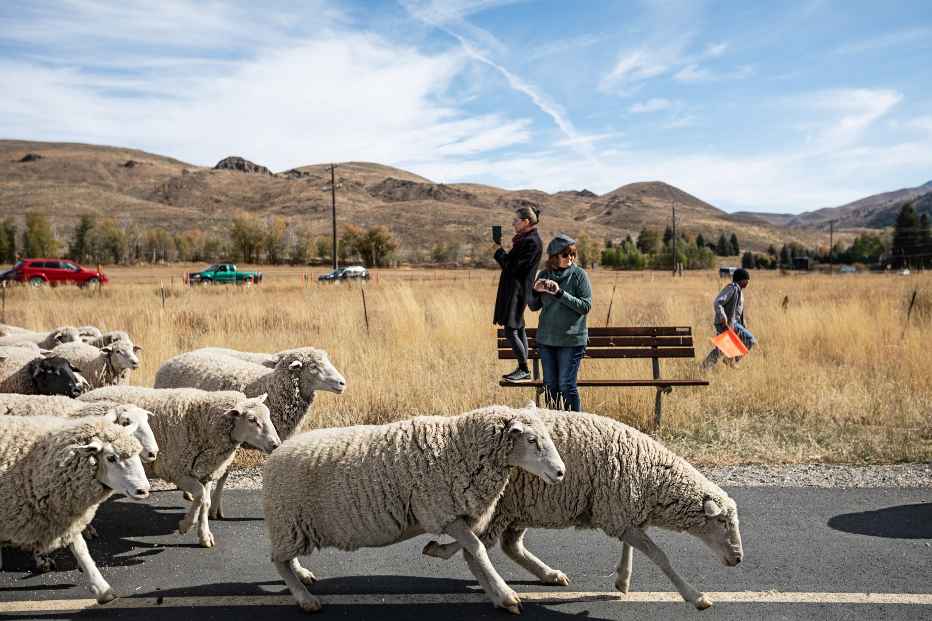 thousands of sheep walking down a bike path at the Trailing of the Sheep Festival