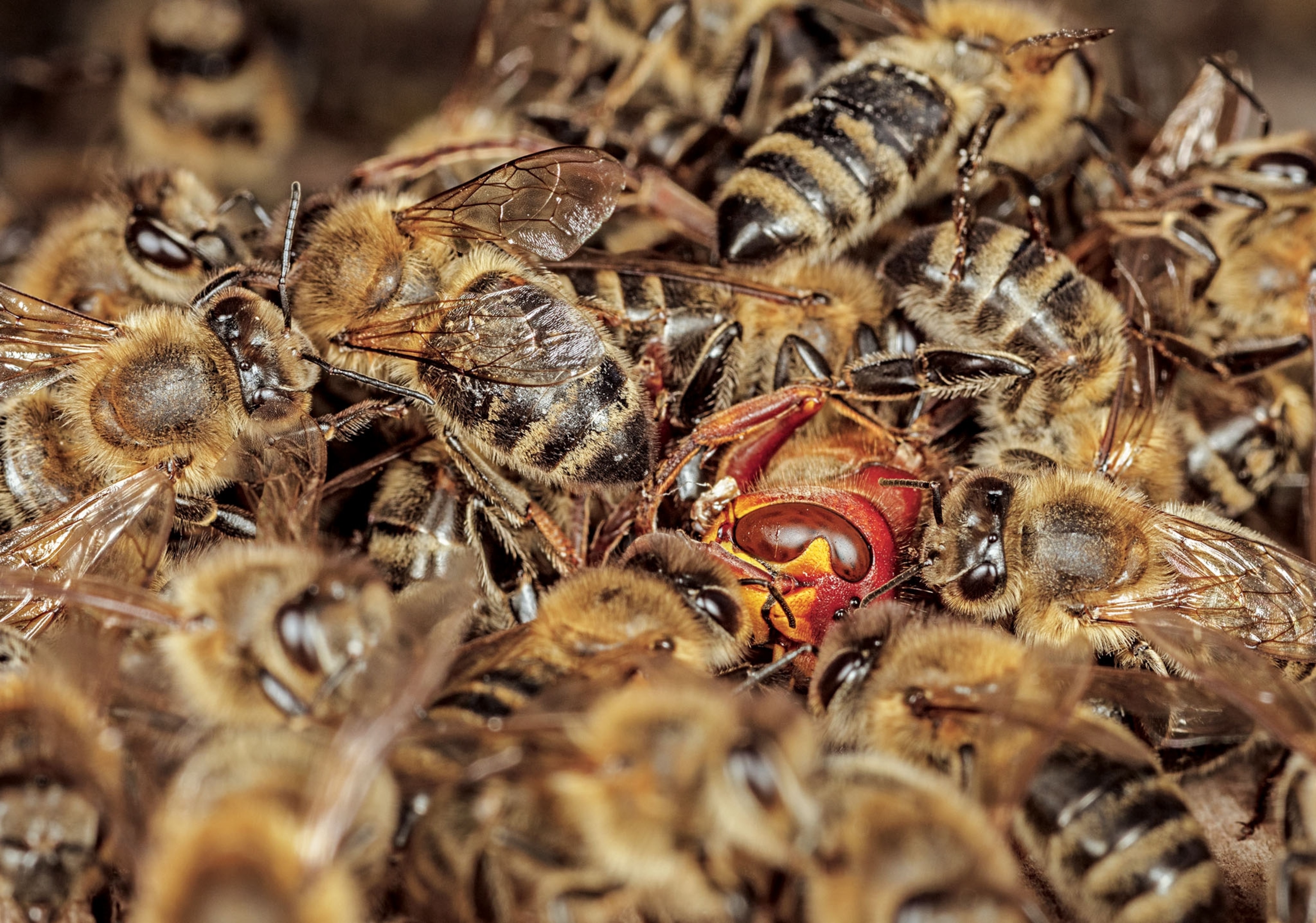 a hornet with a bright red head being engulfed by multiple bees