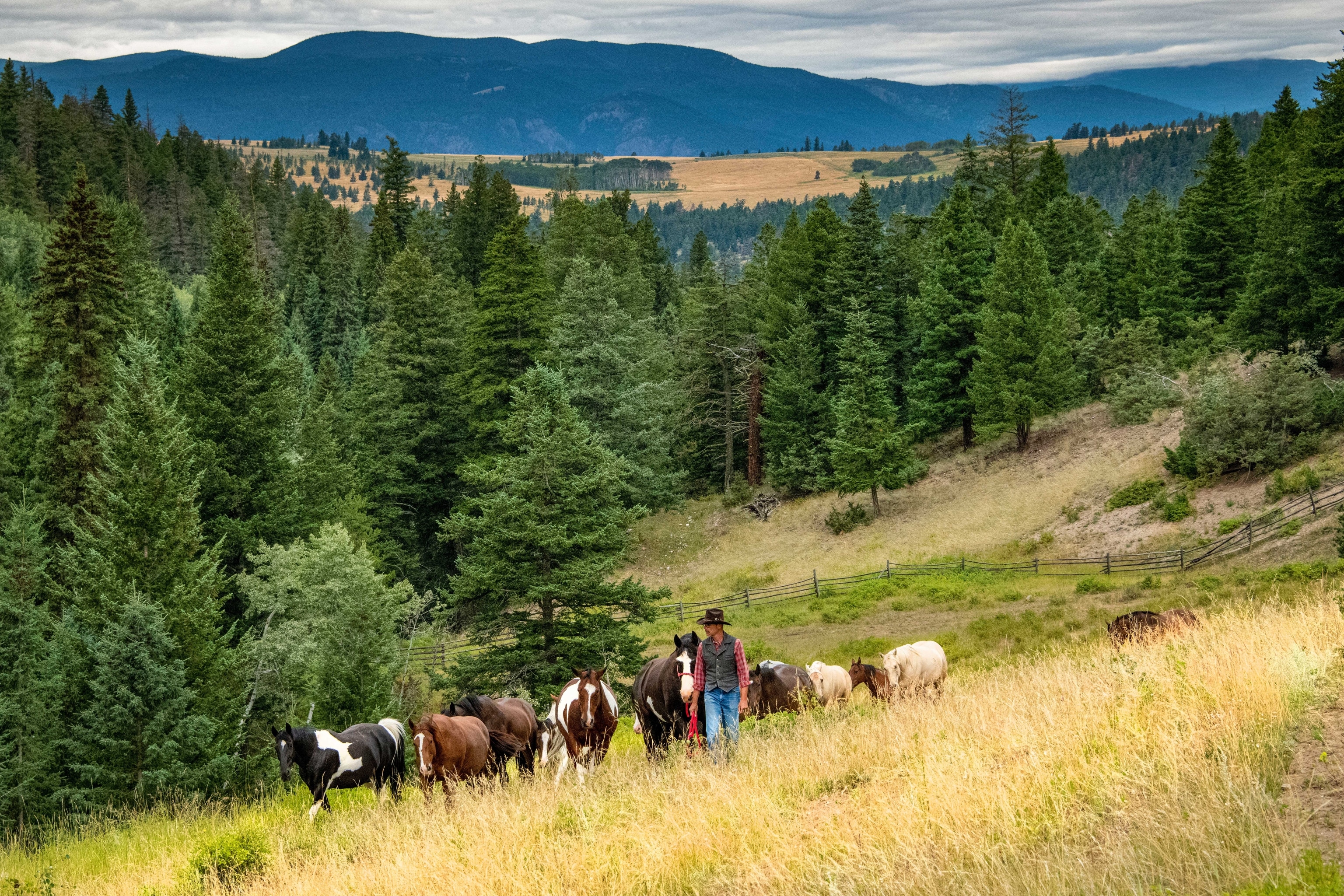 A man dressed in western clothing leads a group of horses through grasslands and forests