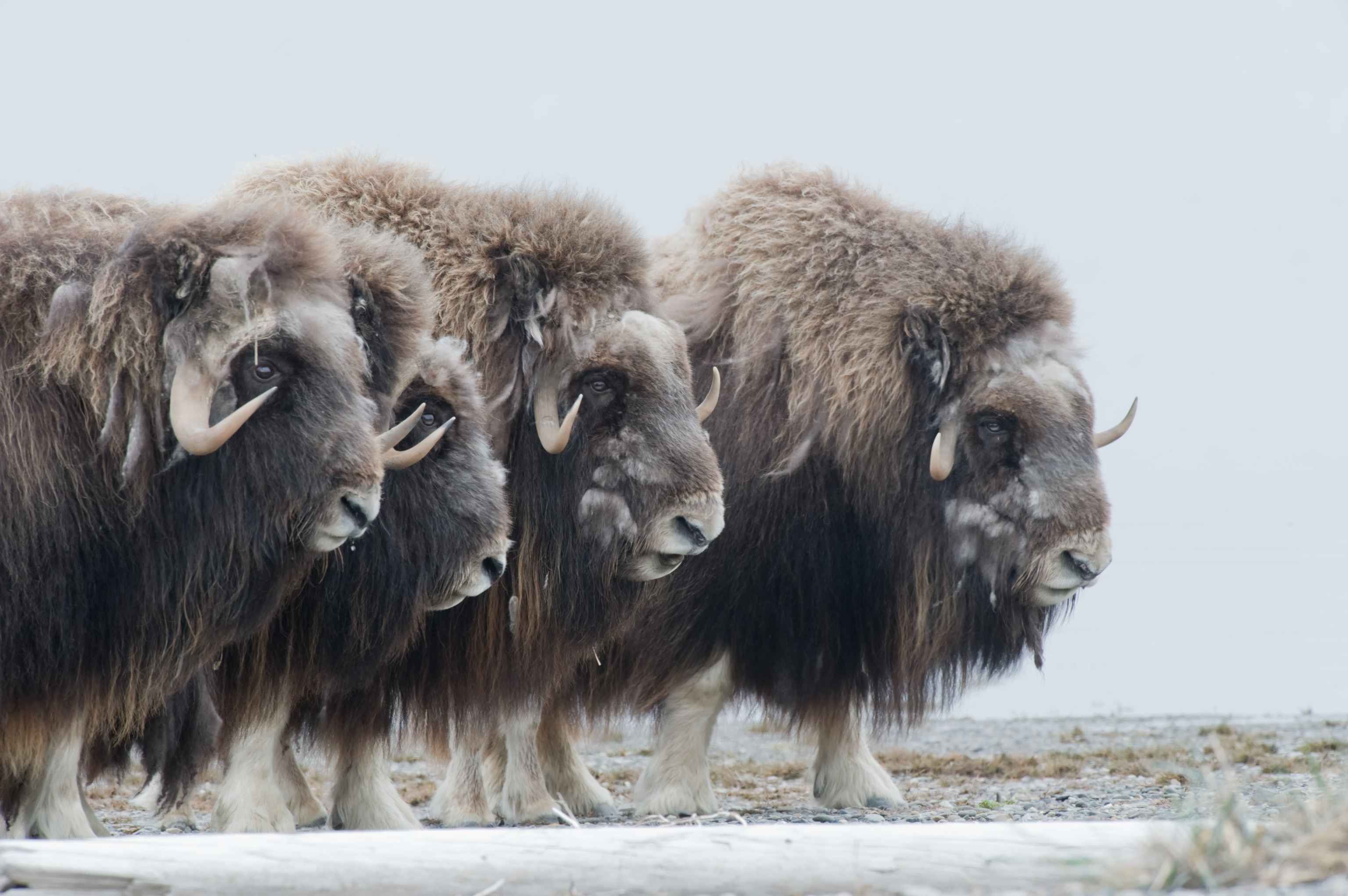 Musk Oxen