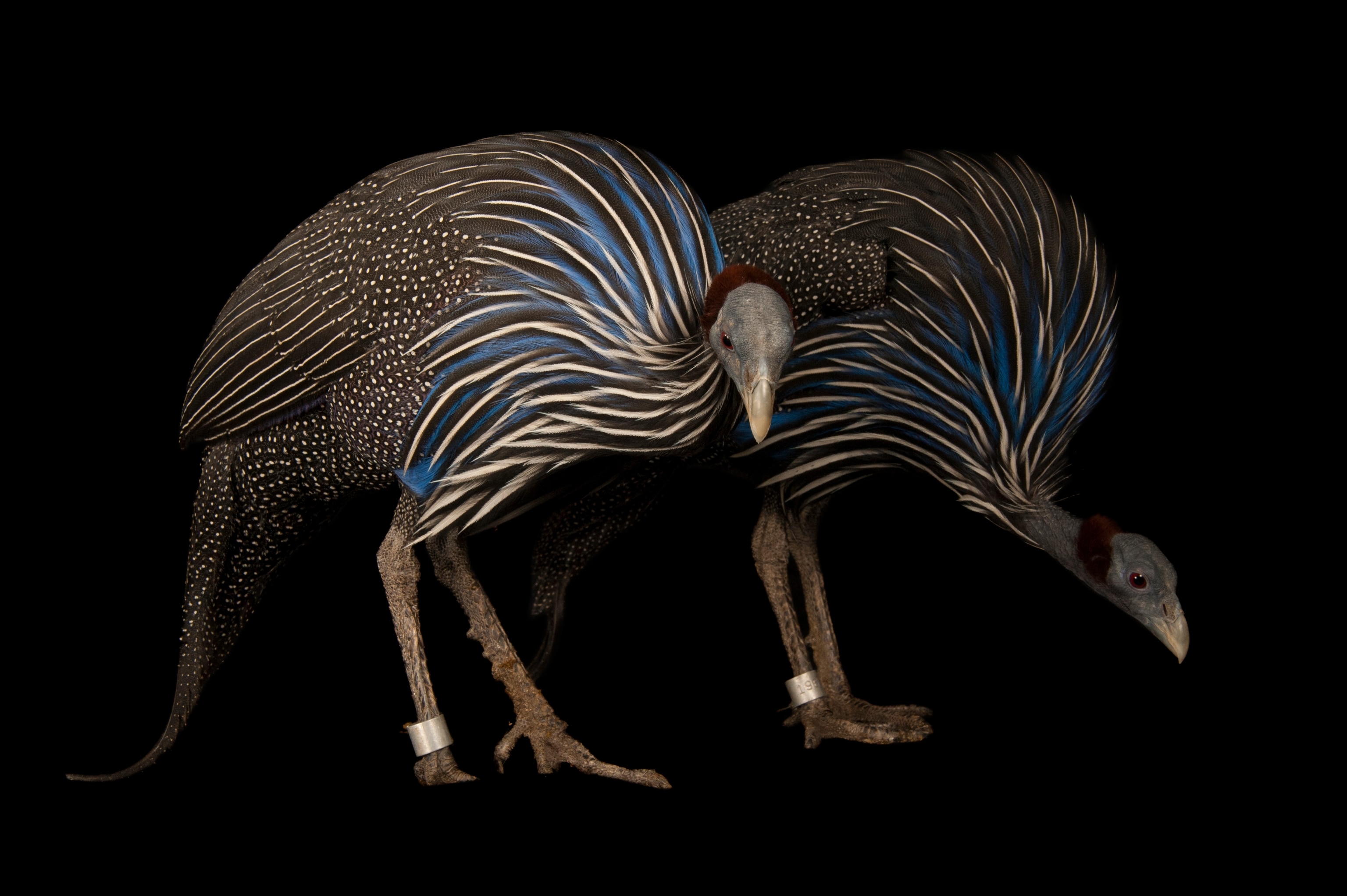 A guinea fowl stands in the foreground bald head surrounded by white blue and black feathers on its upper body and a grouping of black spotted and and striped feathers.