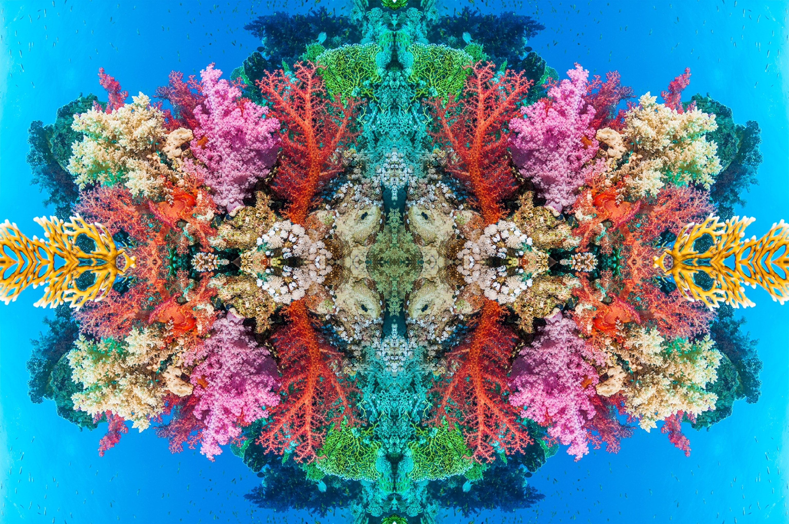 Colorful collage with turquoise colored corals in the center on bright aquamarine background.