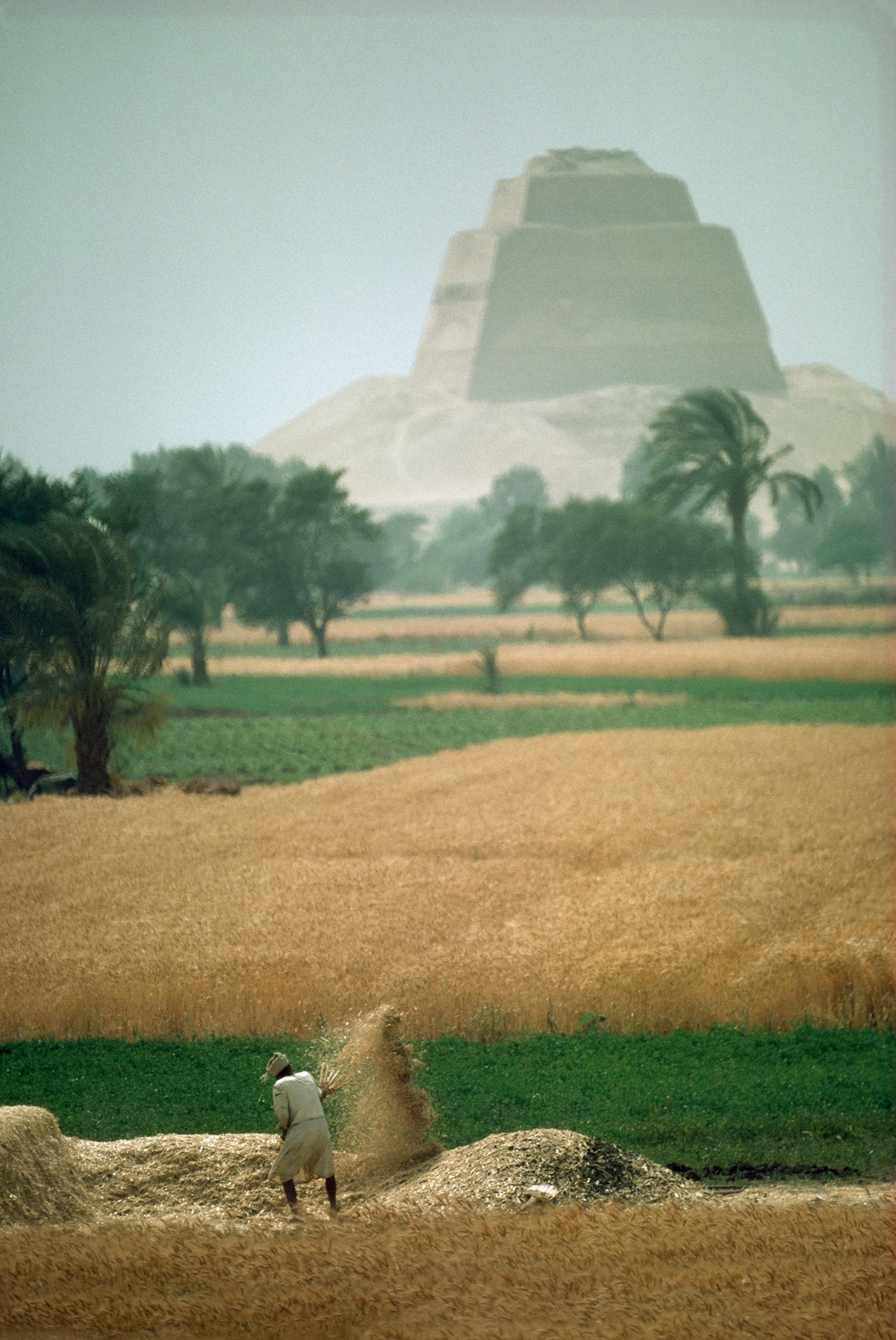 a man tossing grain with a pyramid in the distance
