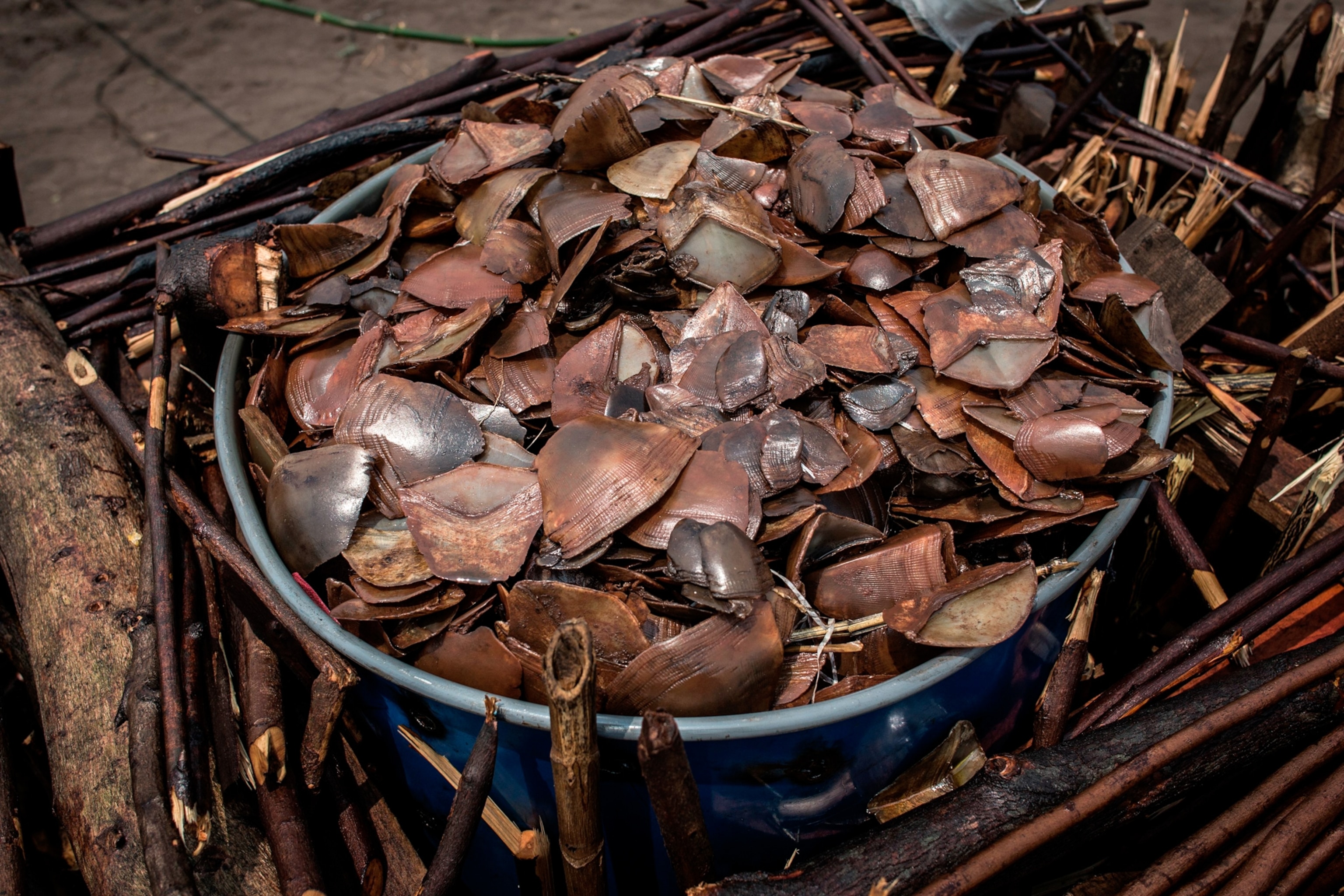 A plastic bin is full to the brim with scales from pangolin exoskeletons.