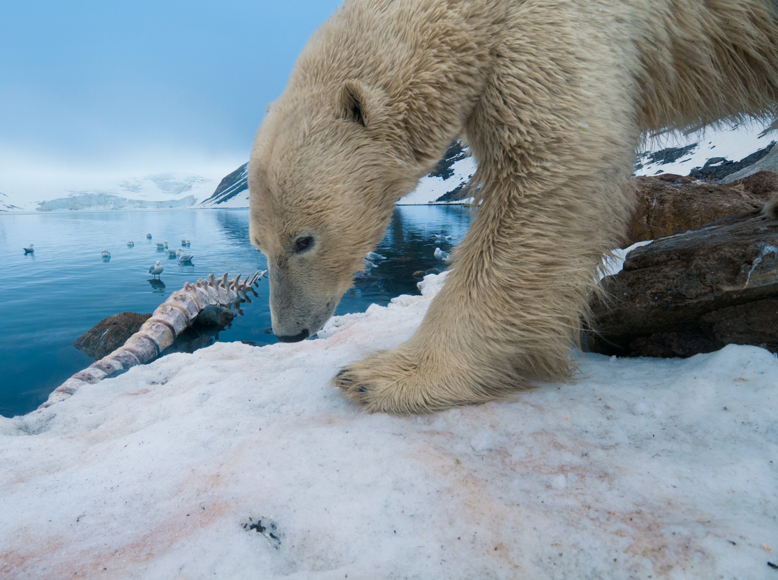 a polar bear investigating a whale backbone on Svalbard