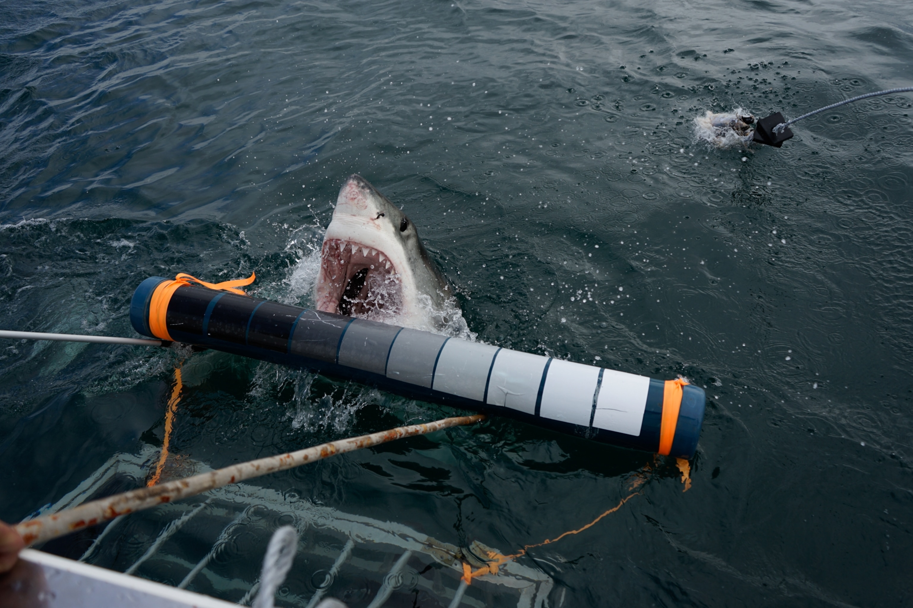 Picture of a great white shark, its jaws wide open, about to bite equipment being used to help measure the shark's coloring.