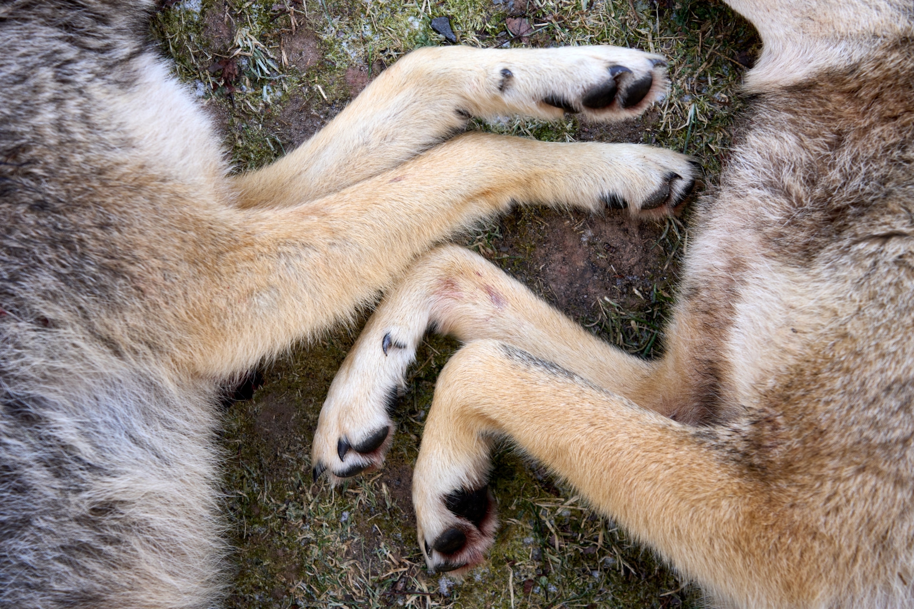 A pair of coyotes killed for for the Sullivan County coyote hunt lie side by side