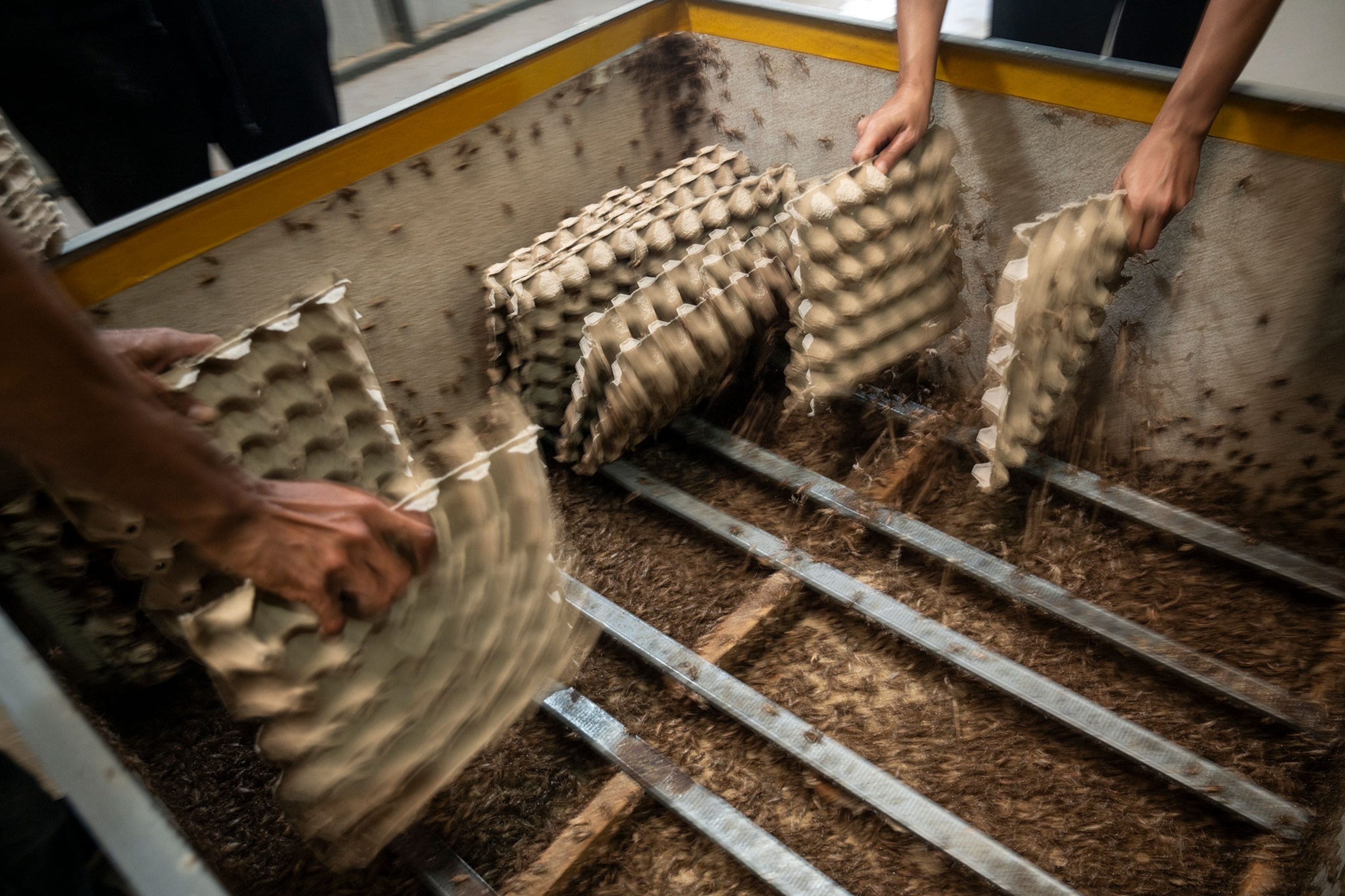Two pairs of hands reach into a large container shaking crickets from large egg cartons. The large container is filling up with small crickets.
