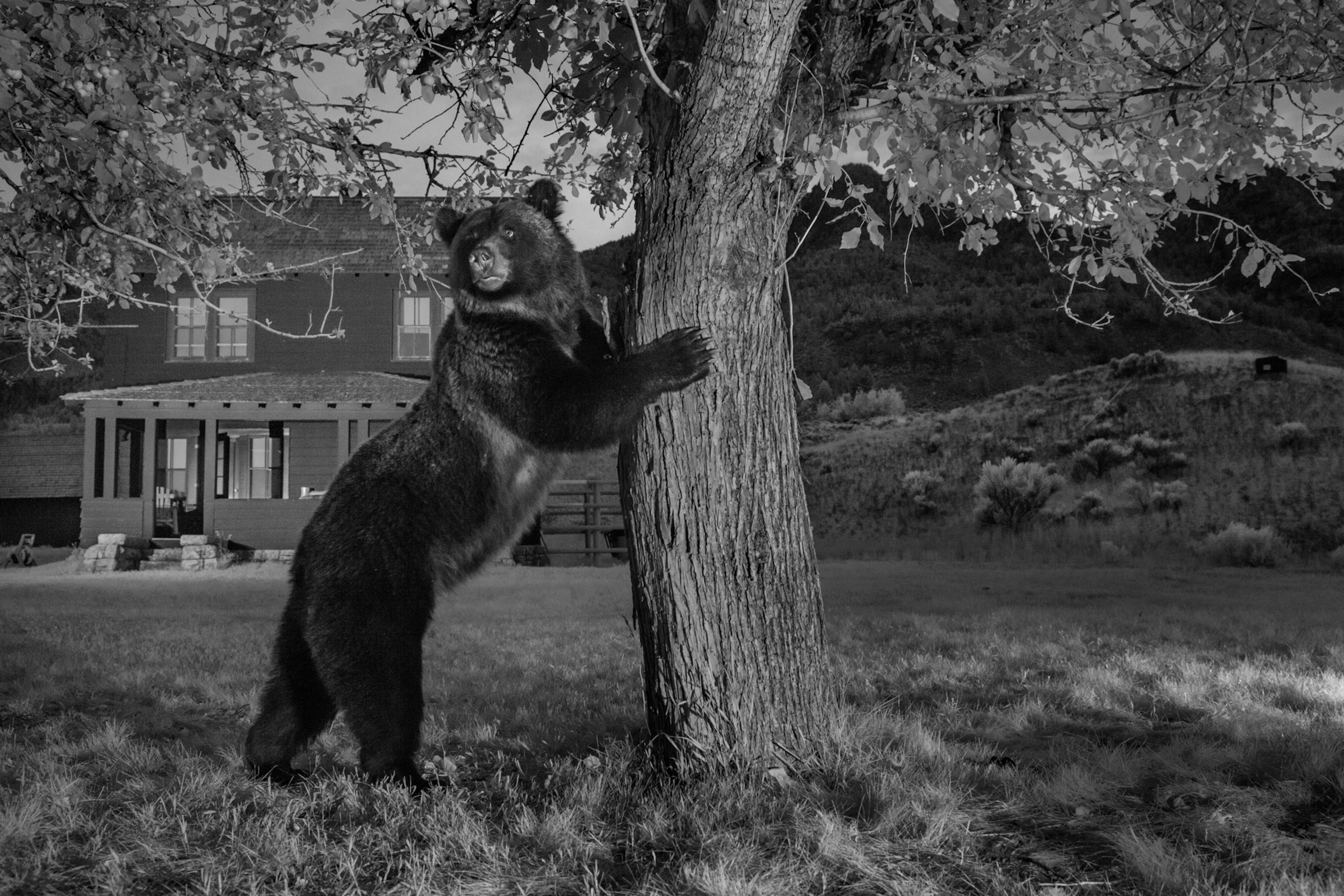 a grizzly bear near Yellowstone holding on to a tree