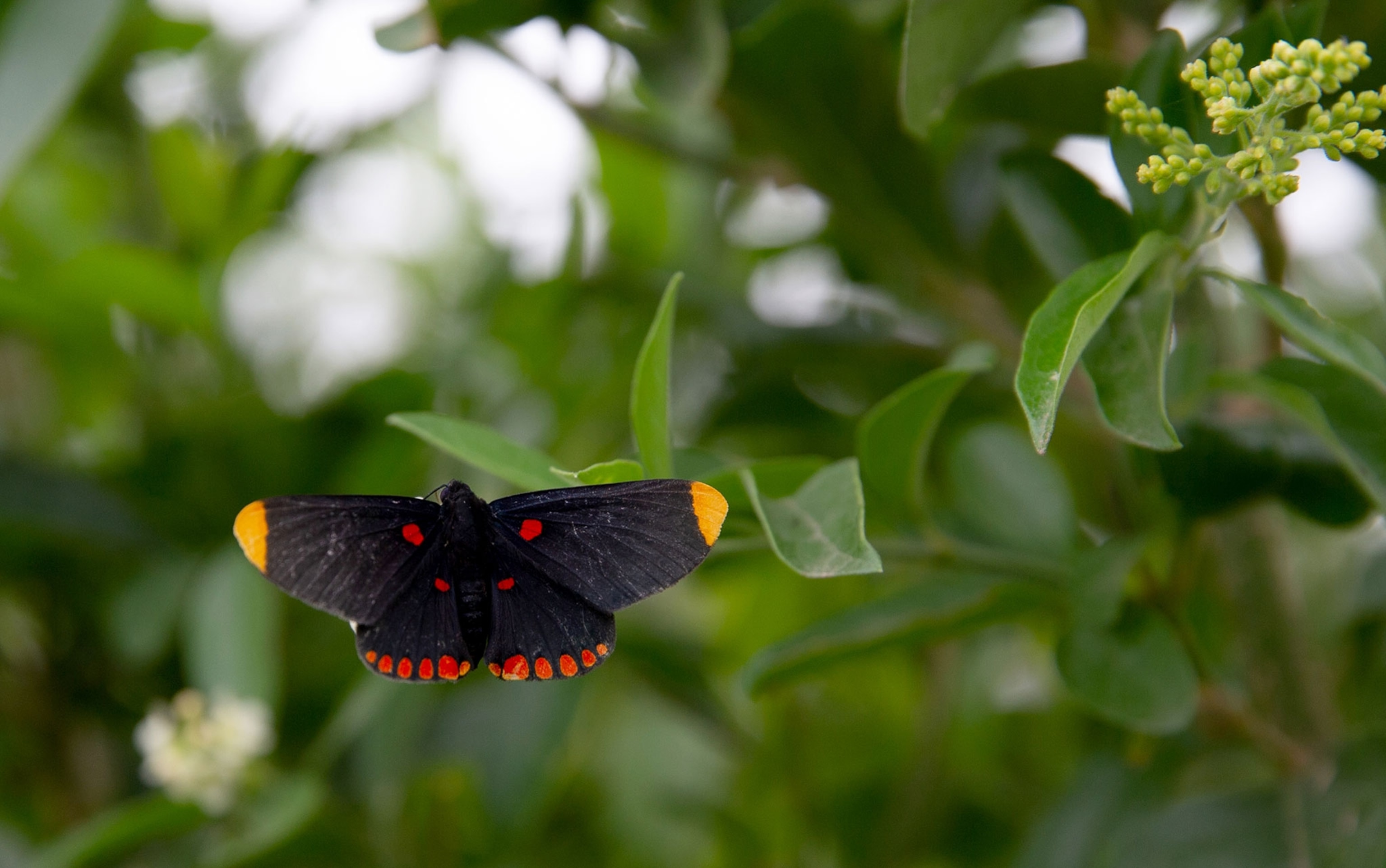 a butterfly