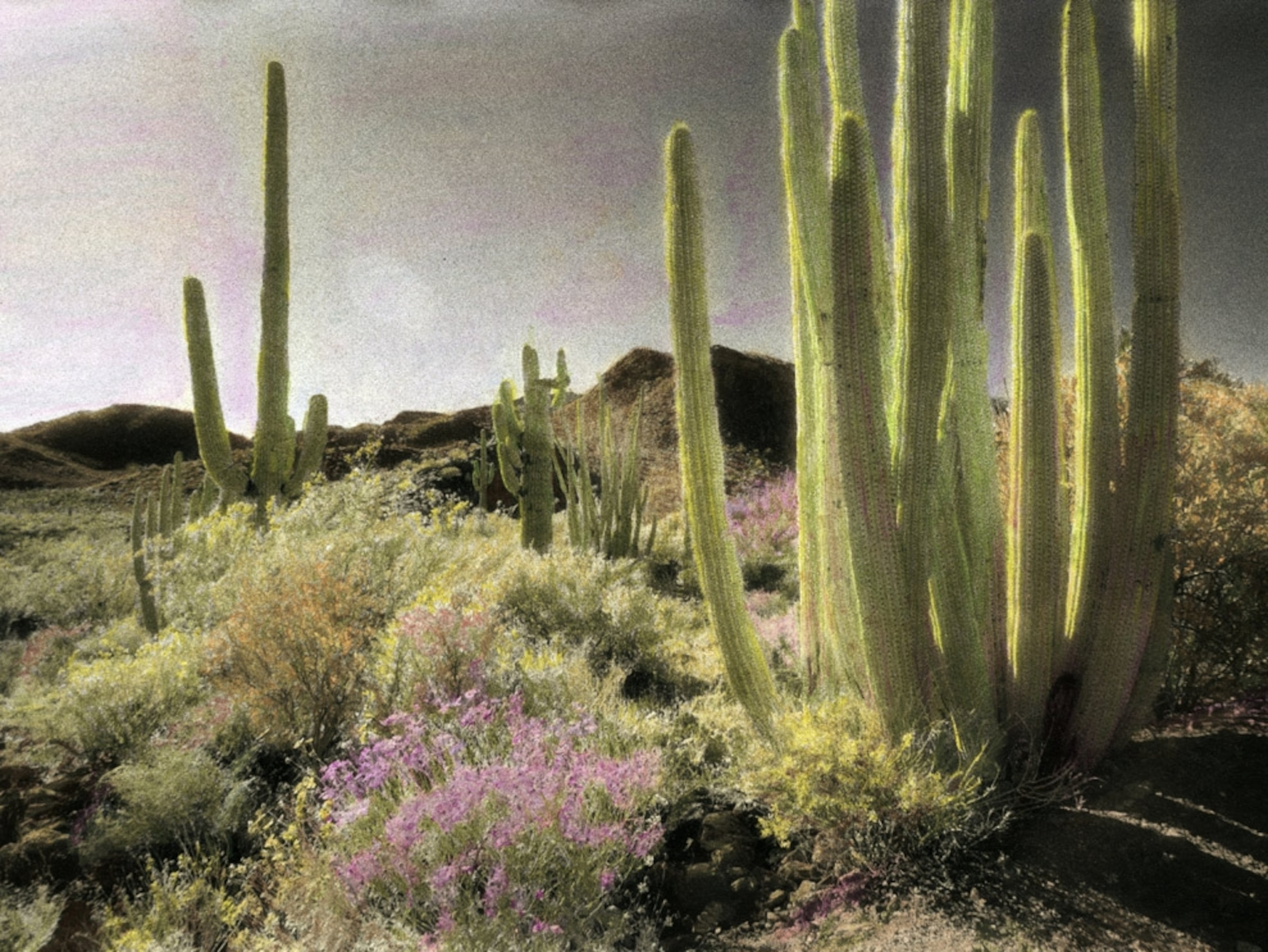 Wildflowers bloom among cacti in a desert landscape