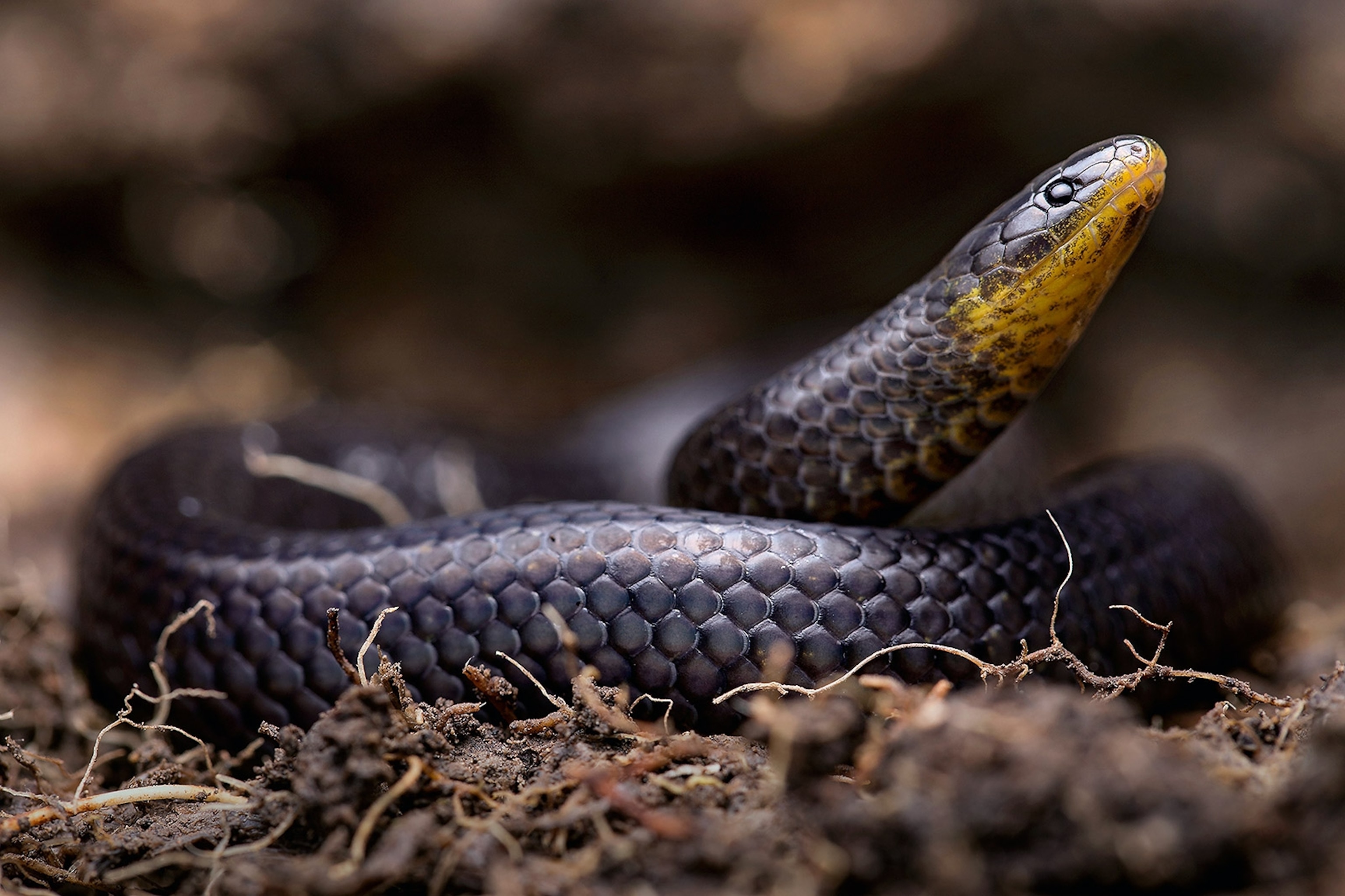 Atractus michaelsabini lifting head above coiled body.