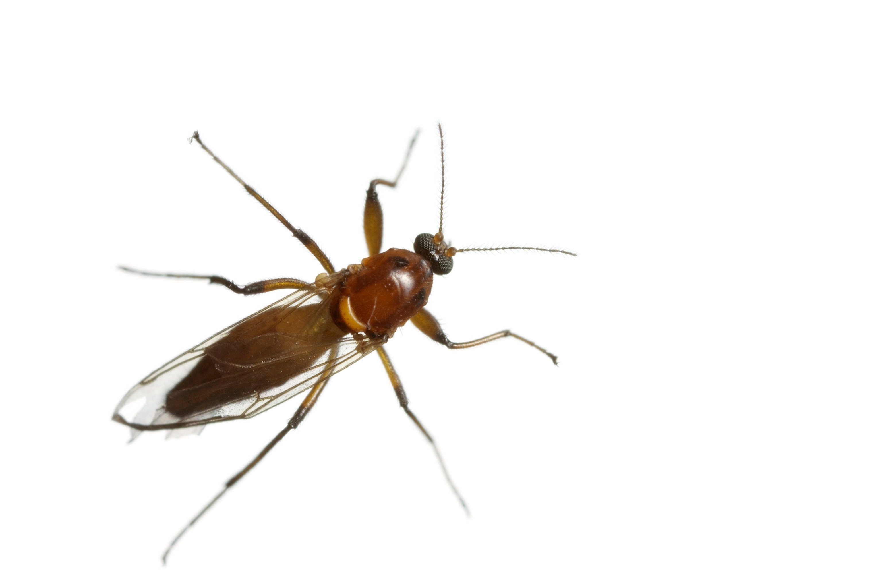 Brown in color with clear wings and six legs the biting midge is photographed on a white background.