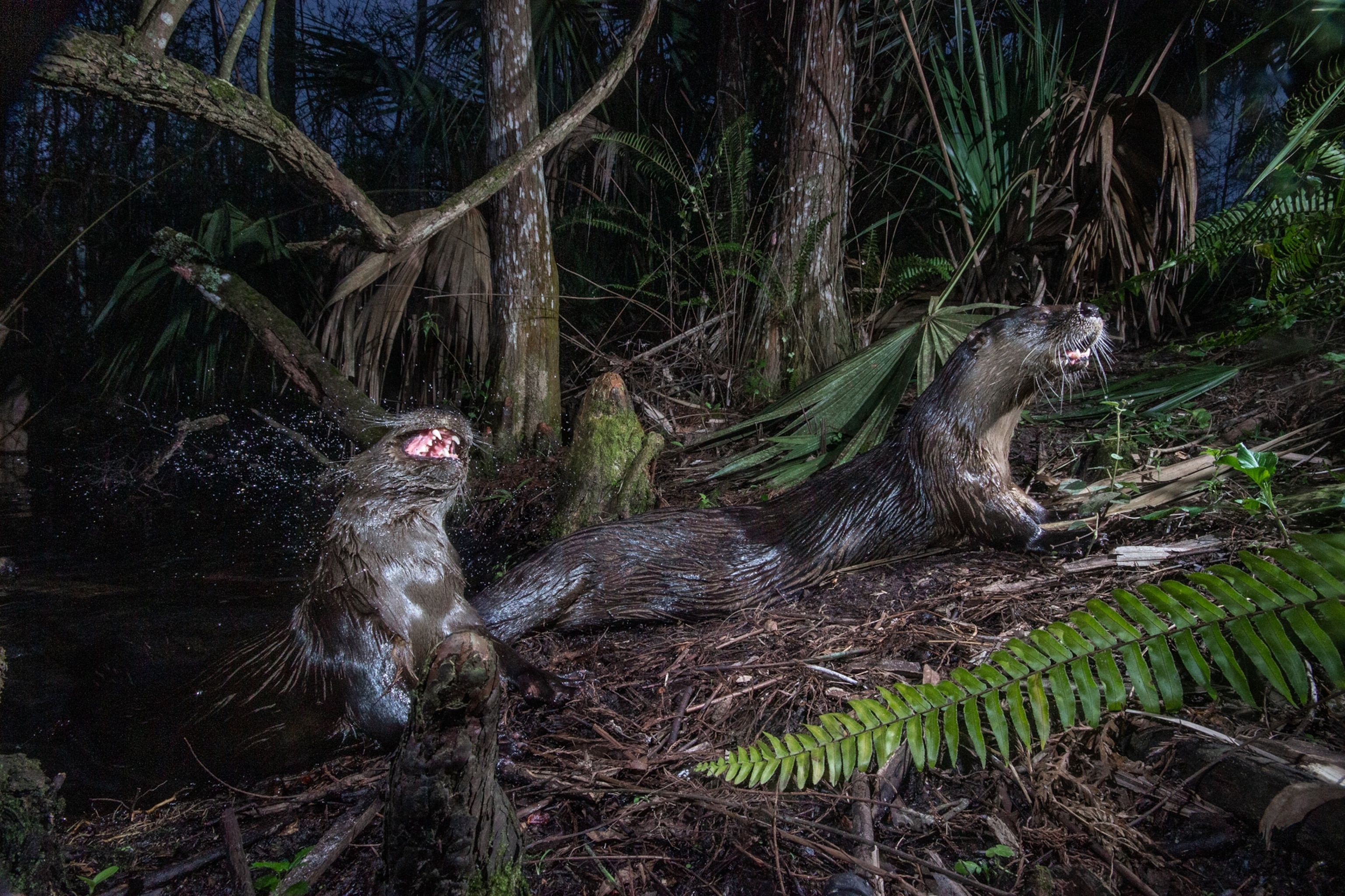 Two otters traveling on land between trees.