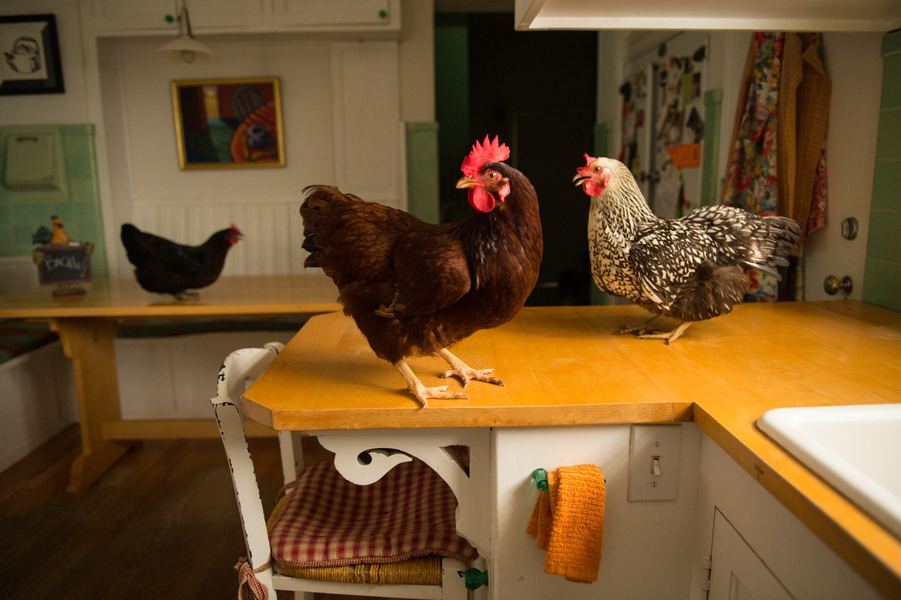 Chickens on a counter top