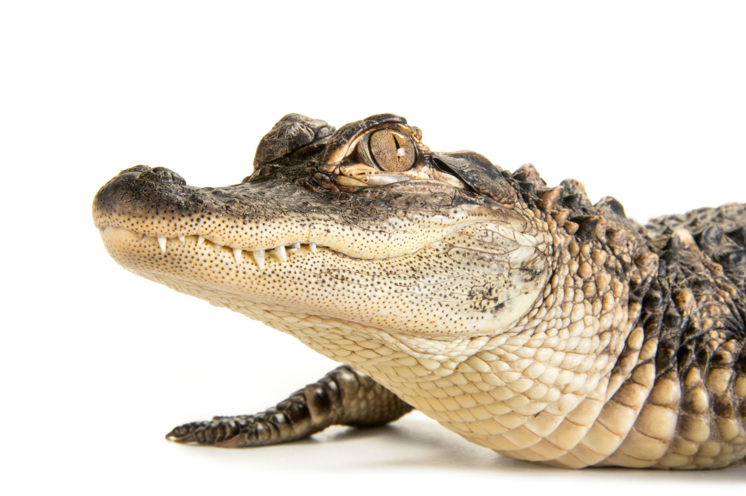 crocodile