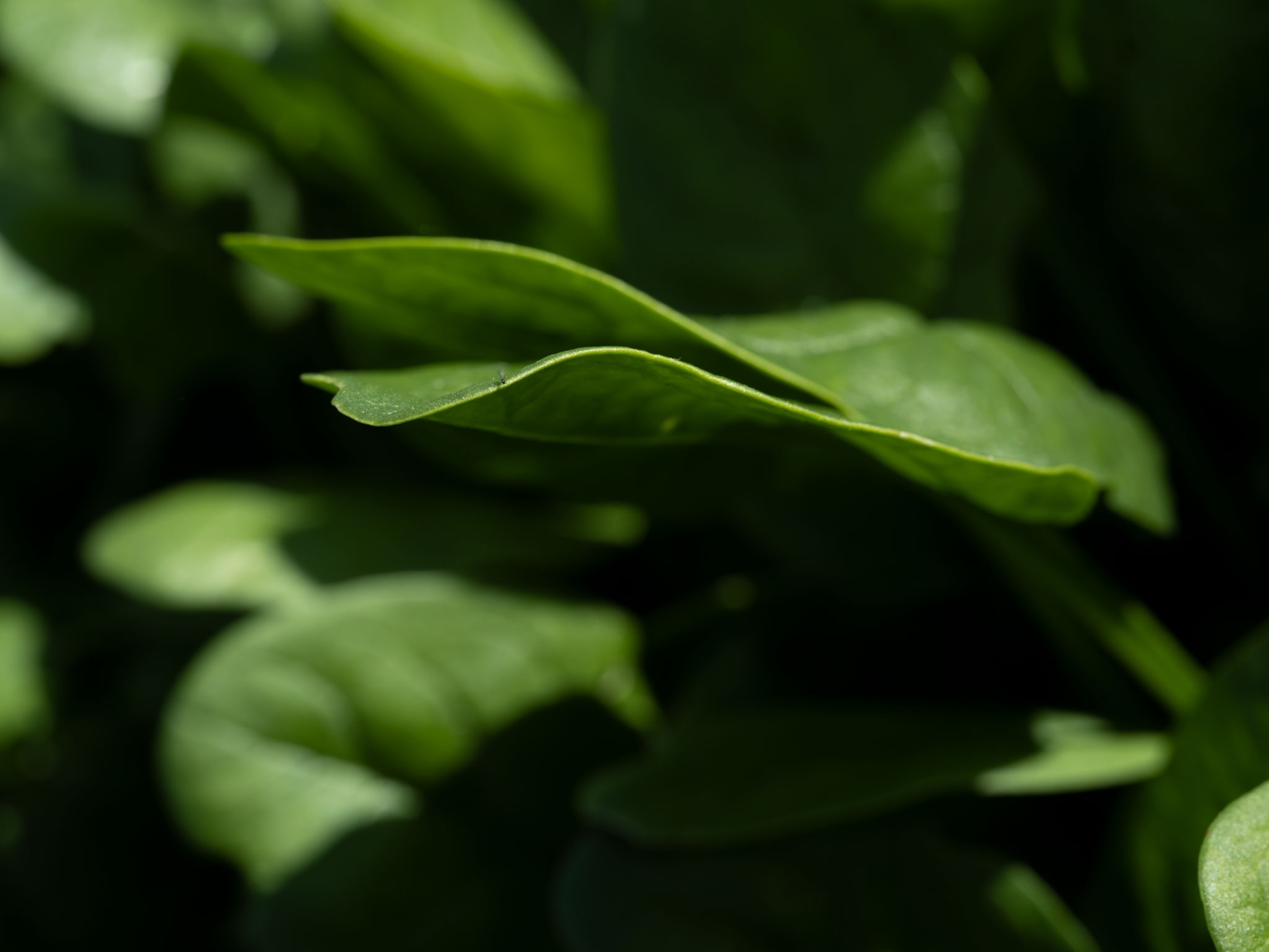 Spinach