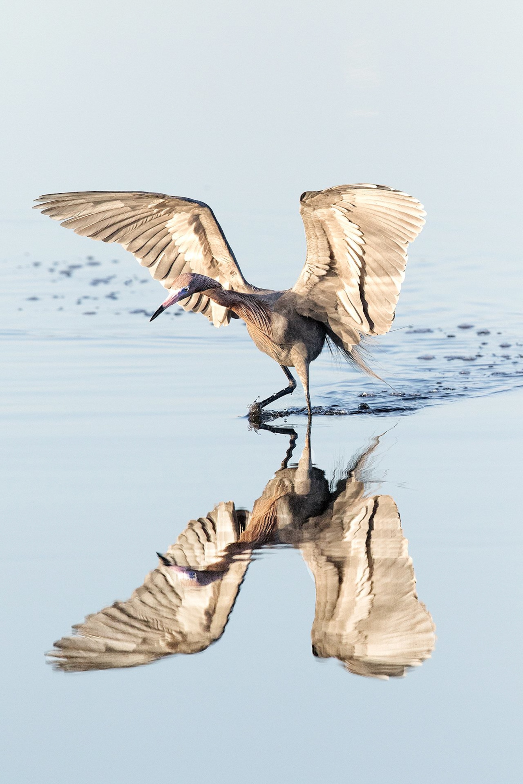 bird