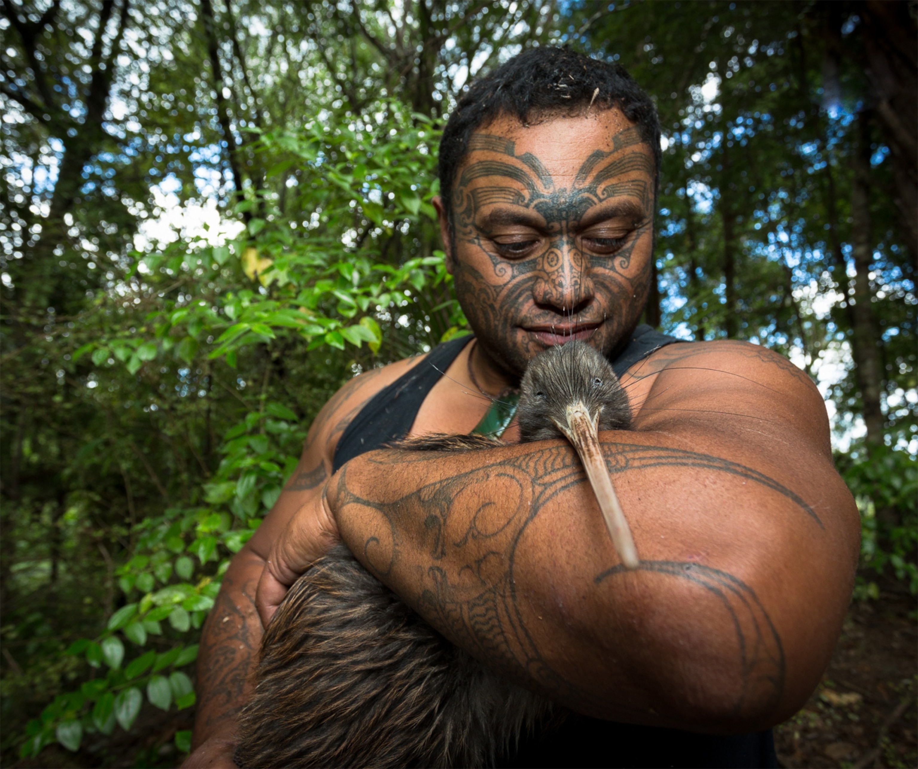 Rangi does a wellness check on a Kiwi in the Ōmataroa forest.