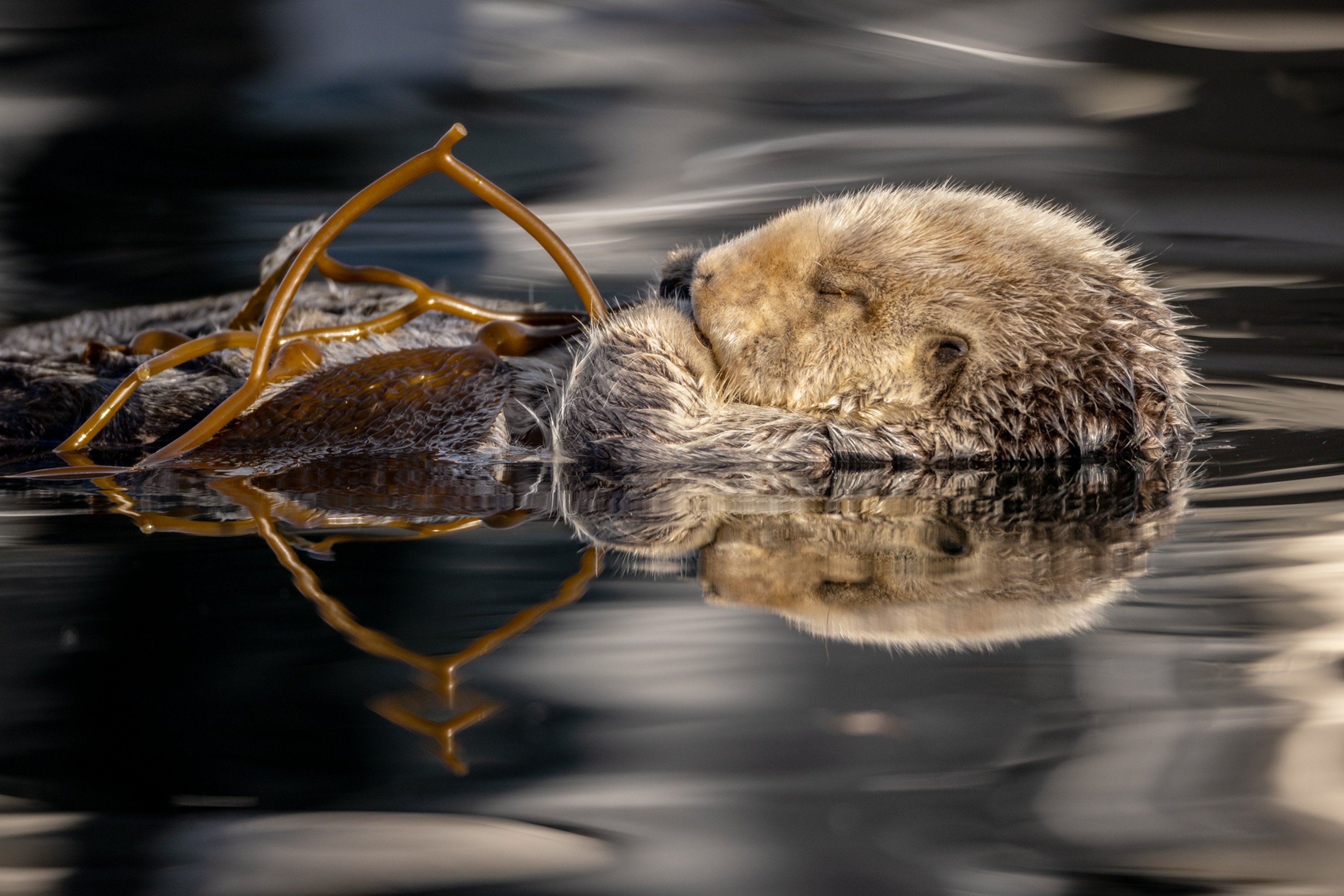 Picture of an otter floating on its back asleep.