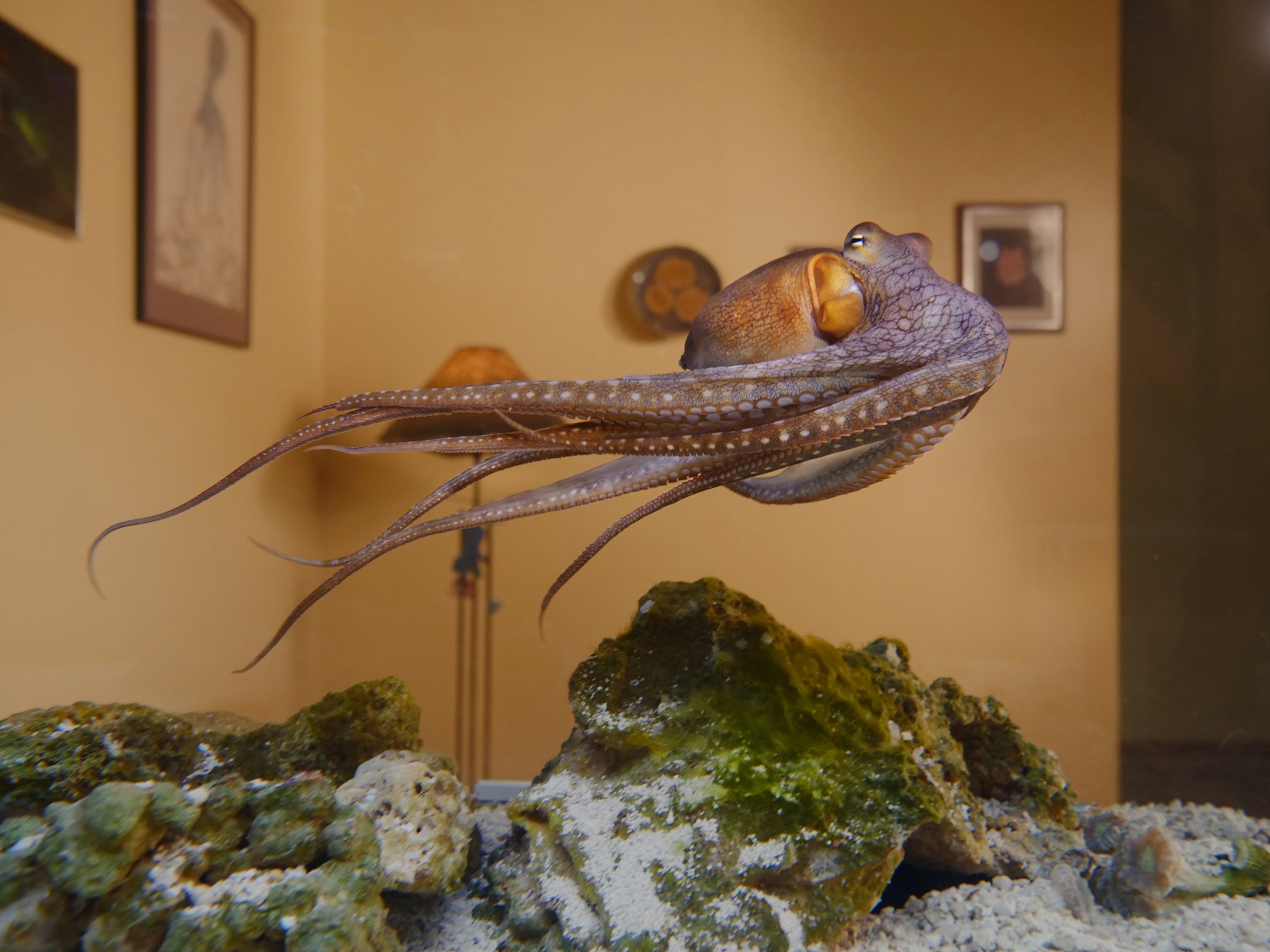 An octopus swims in an at home aquarium.